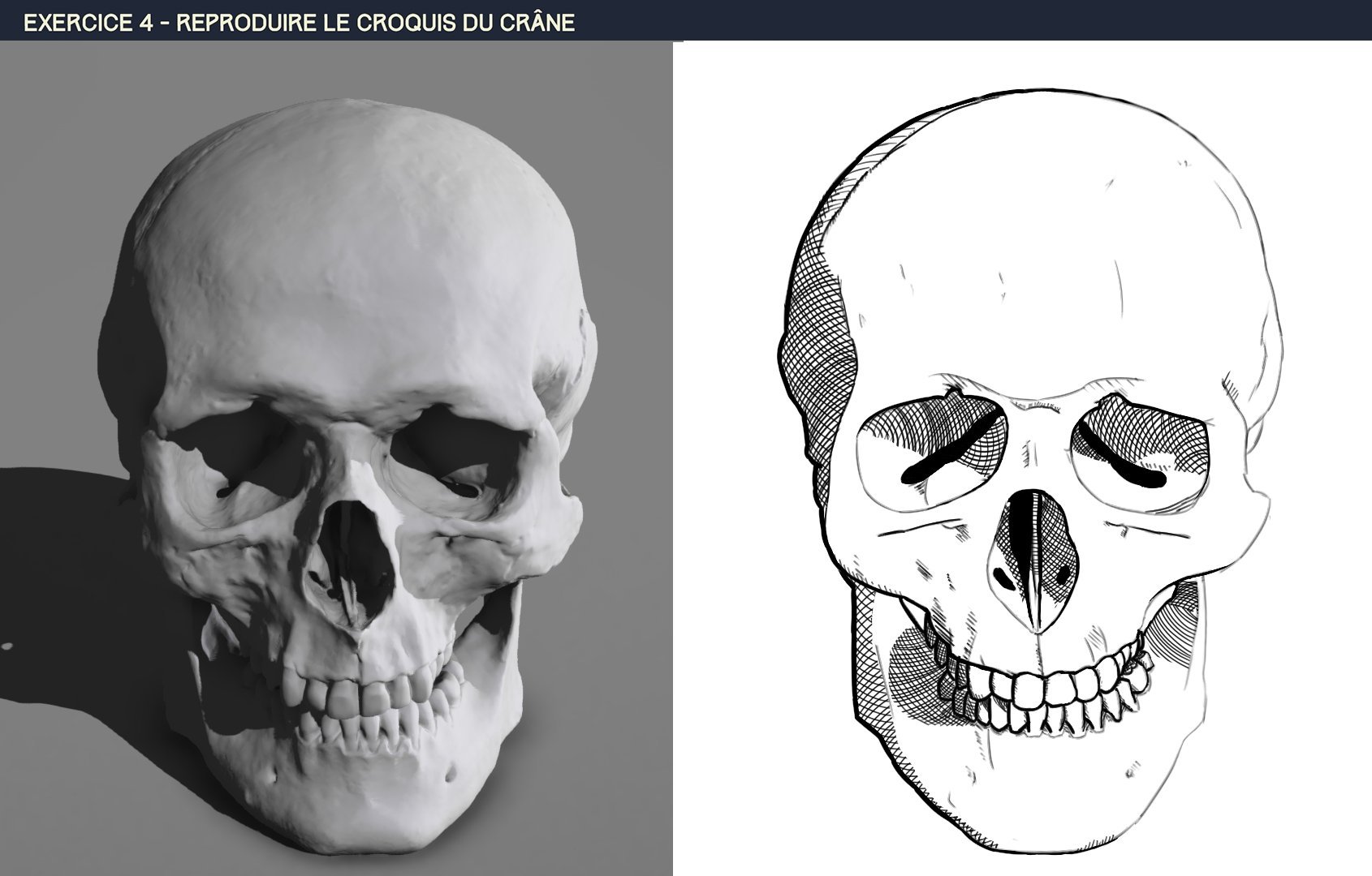 Skull_002_v1.jpg.cfccf8ddbeae1af2a657578658936e13.jpg