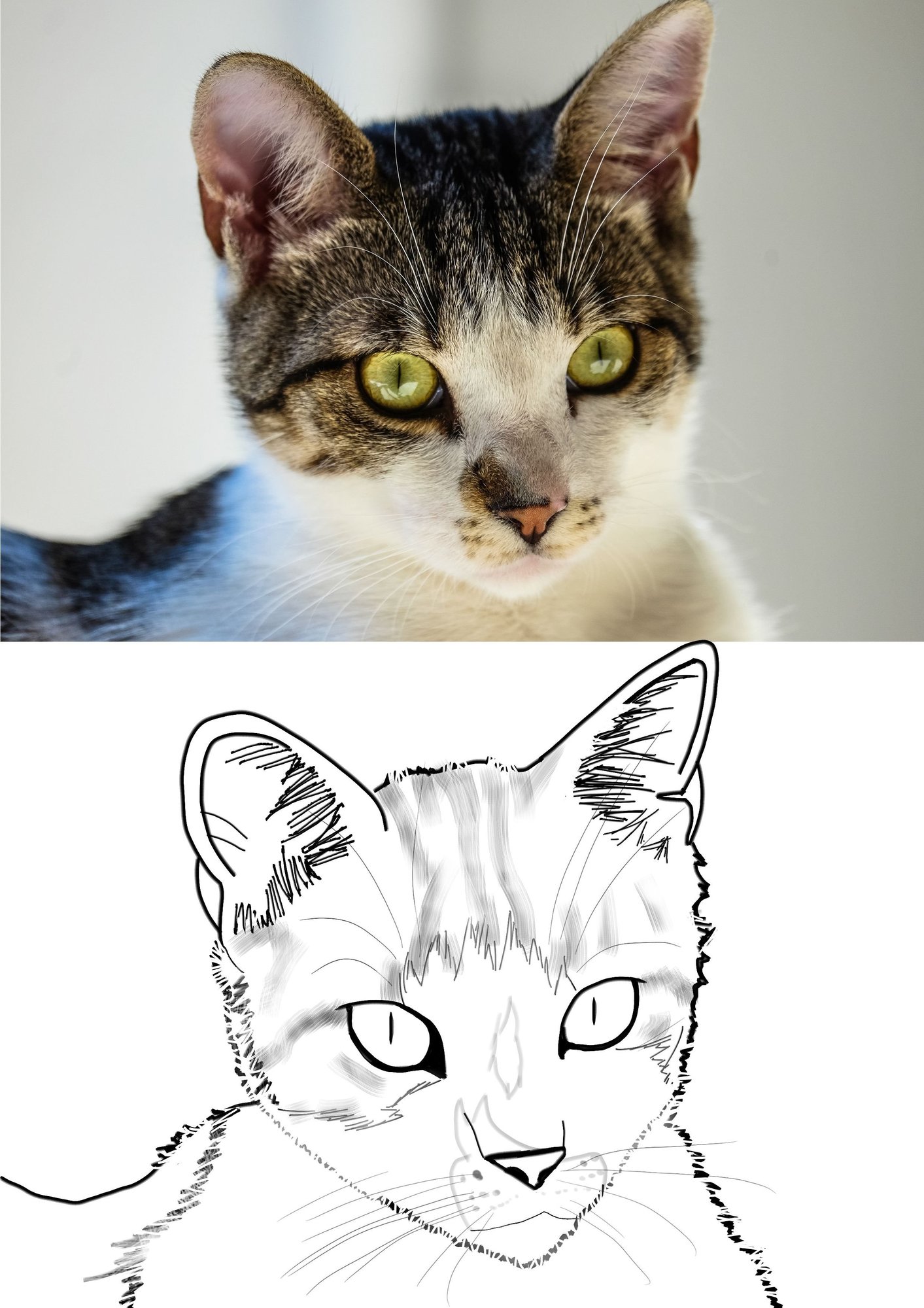 CHAPITRE 2 exercice 5 - chat.jpg