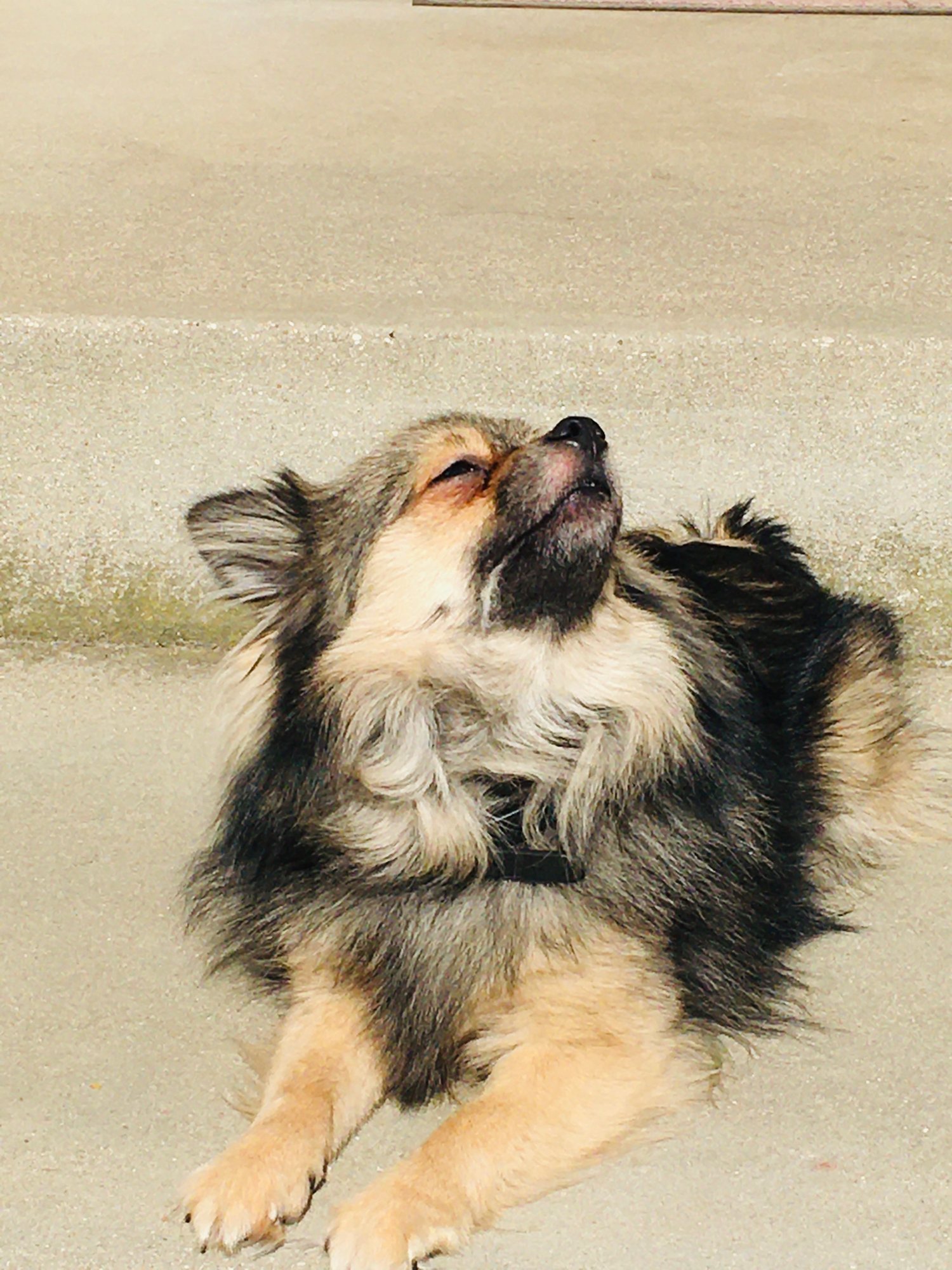 Oxy_Au_Soleil original .jpg