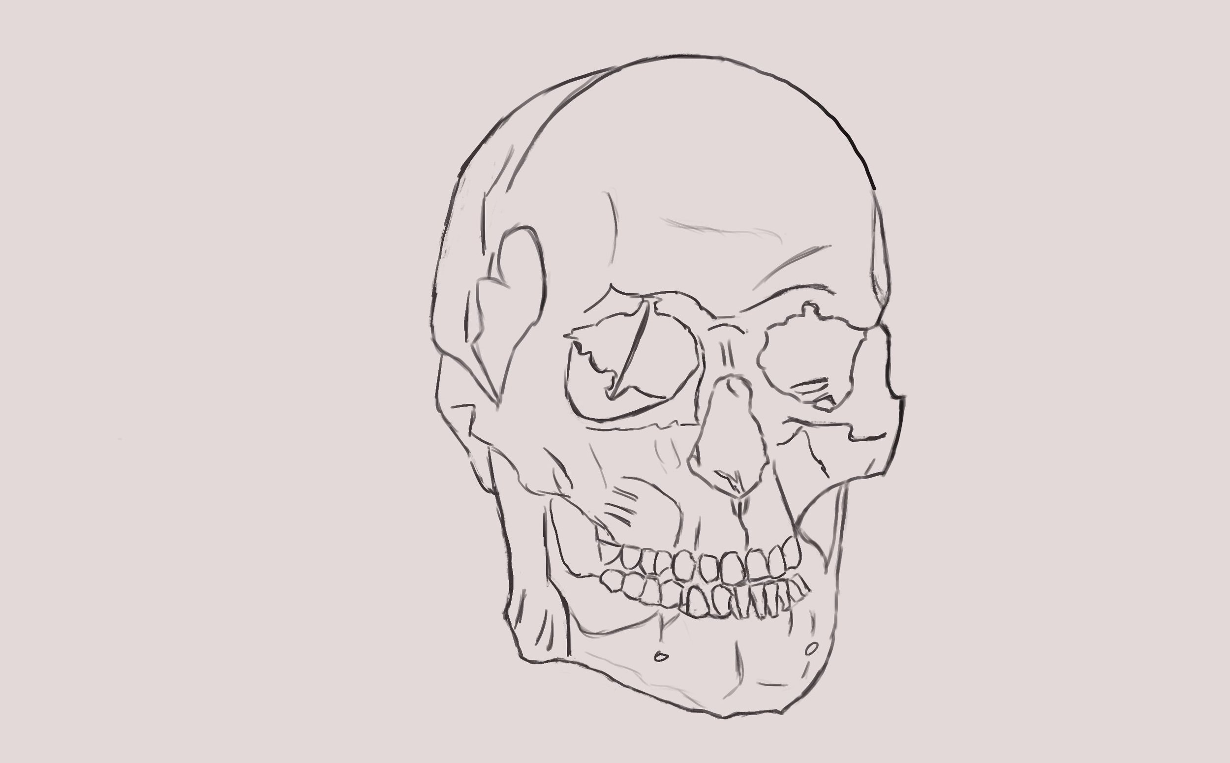 Crâne étape 3.jpg