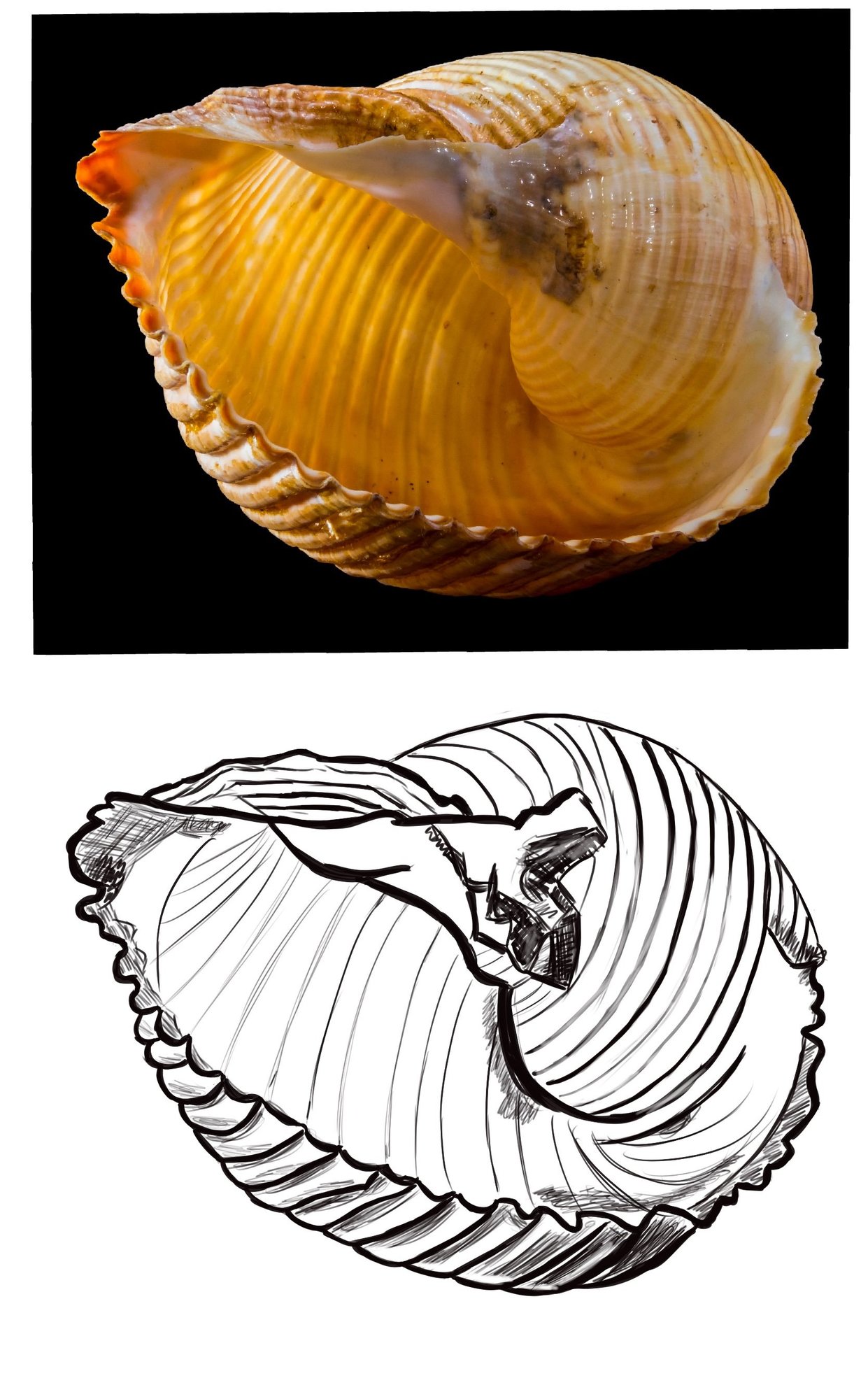 Coquille.jpg
