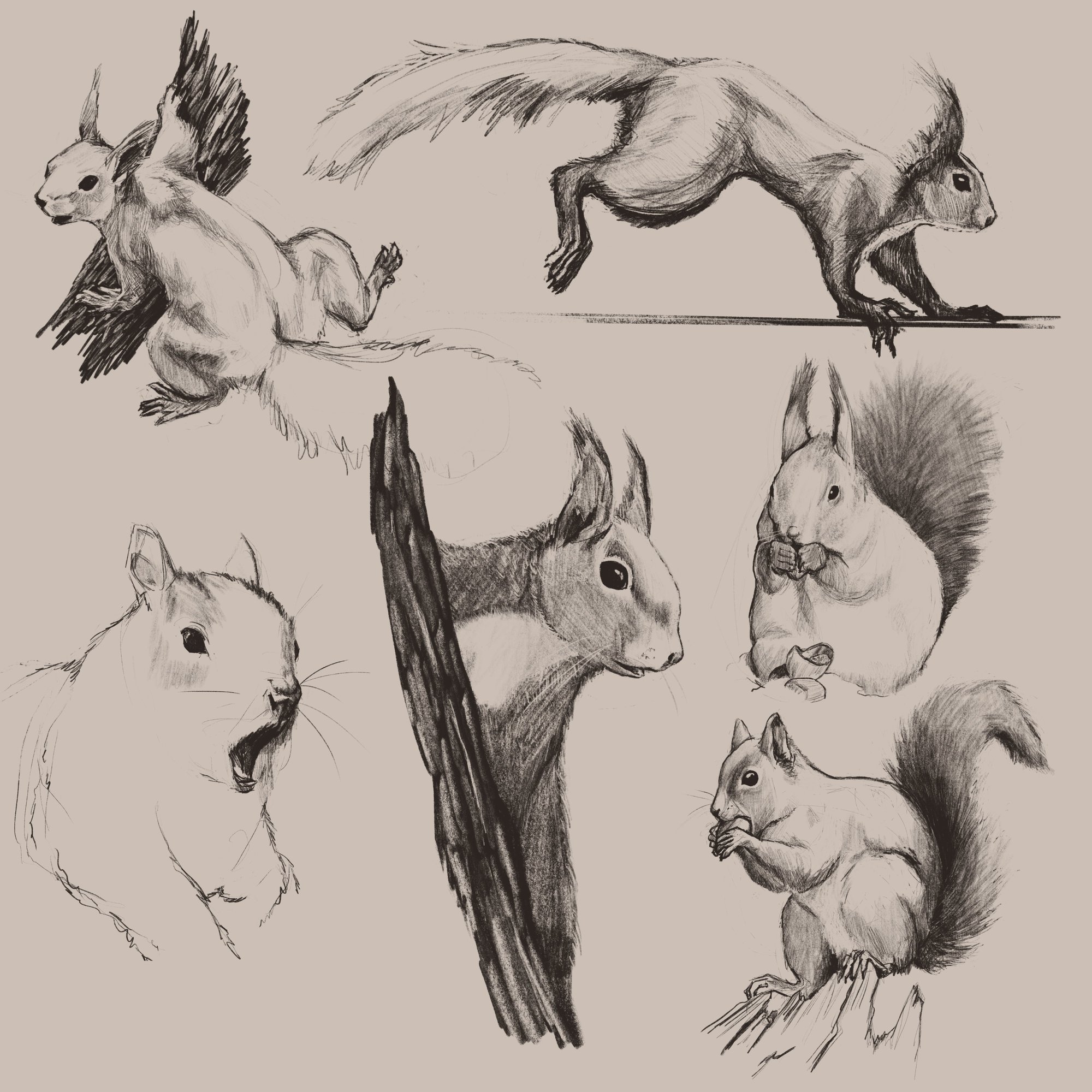 PLANCHE_ETUDE_ECUREUIL.jpg