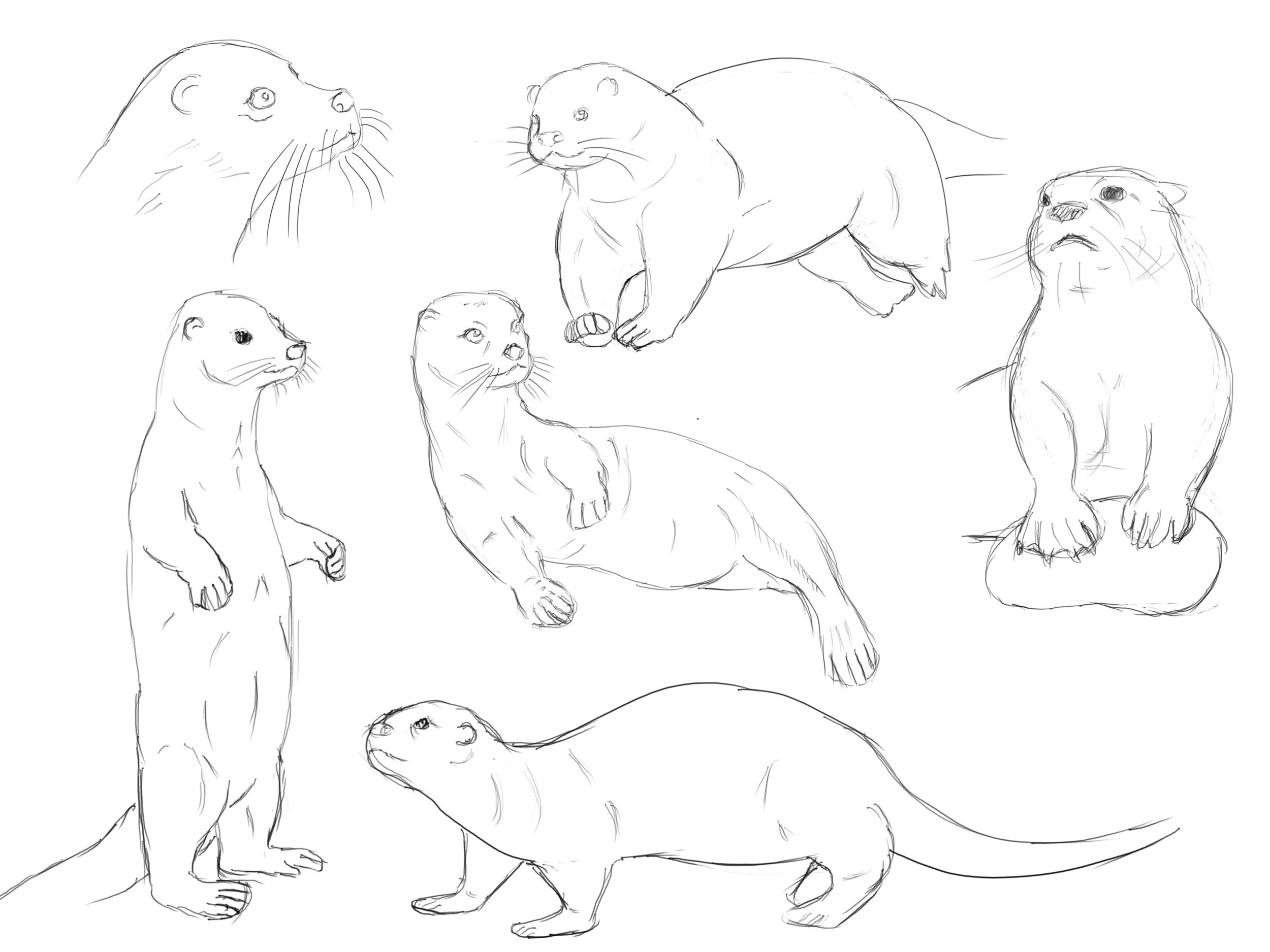 croquis_loutre.jpg