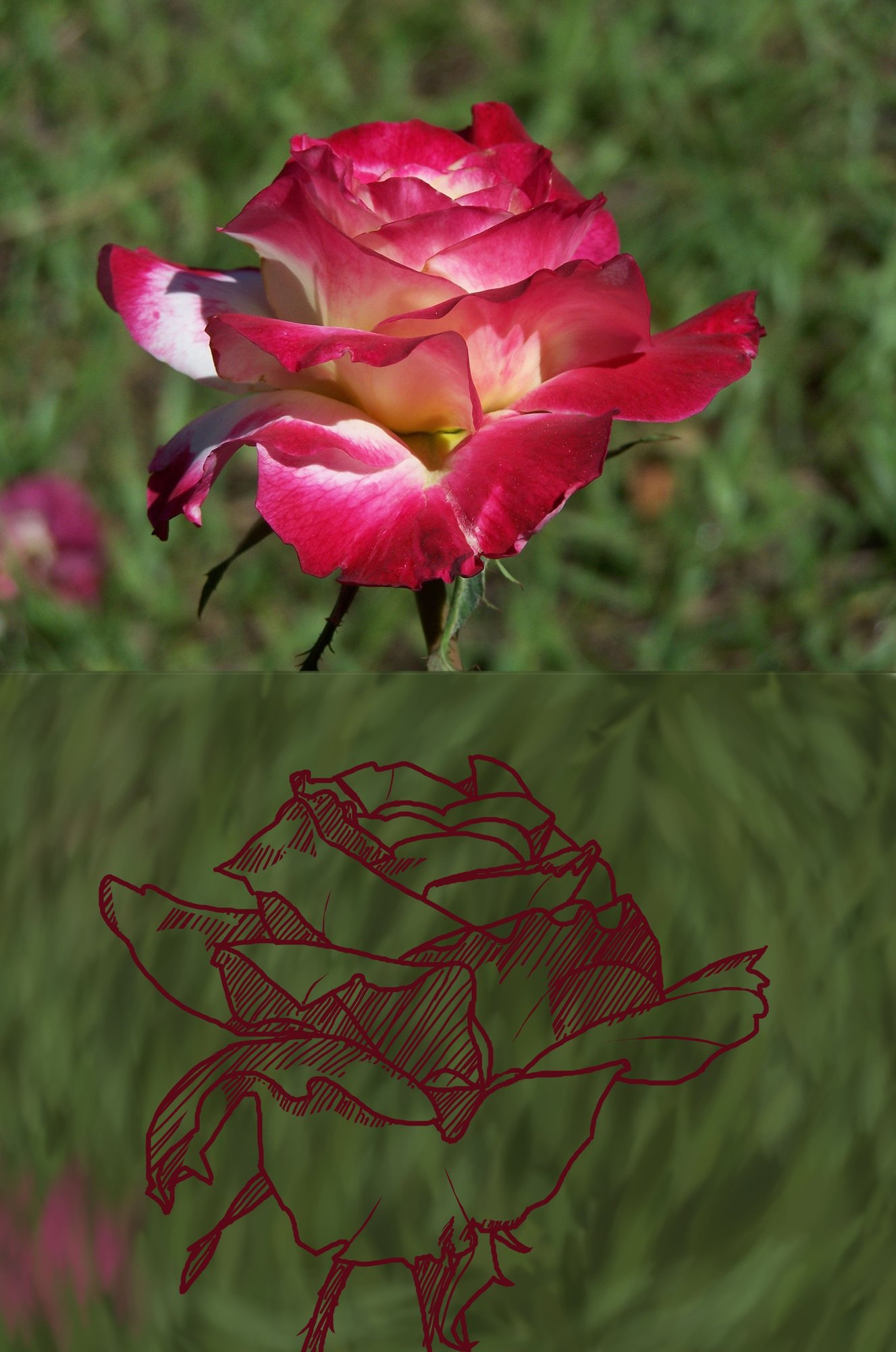 rose-petal-flower-macro-64252 copie.jpg