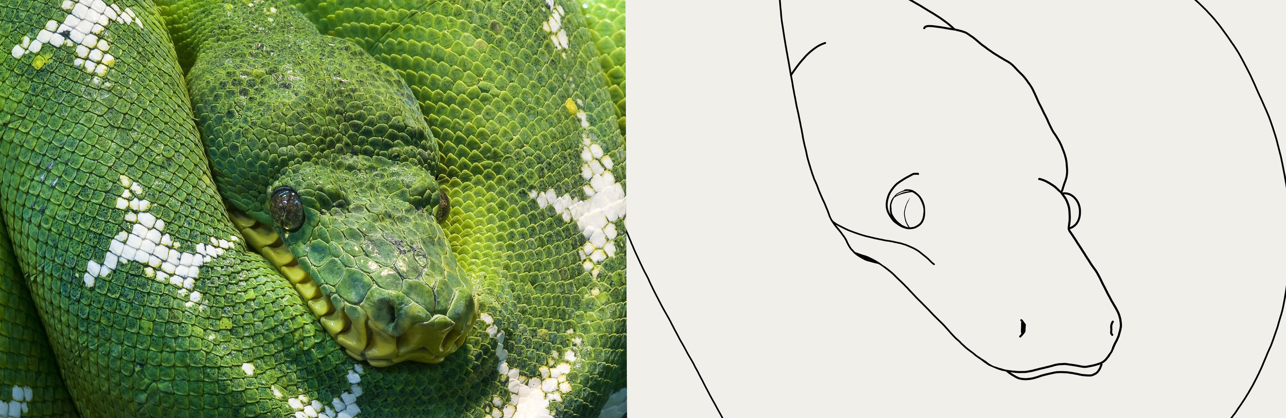 Python Croquis refais 3 (photoshop).jpg