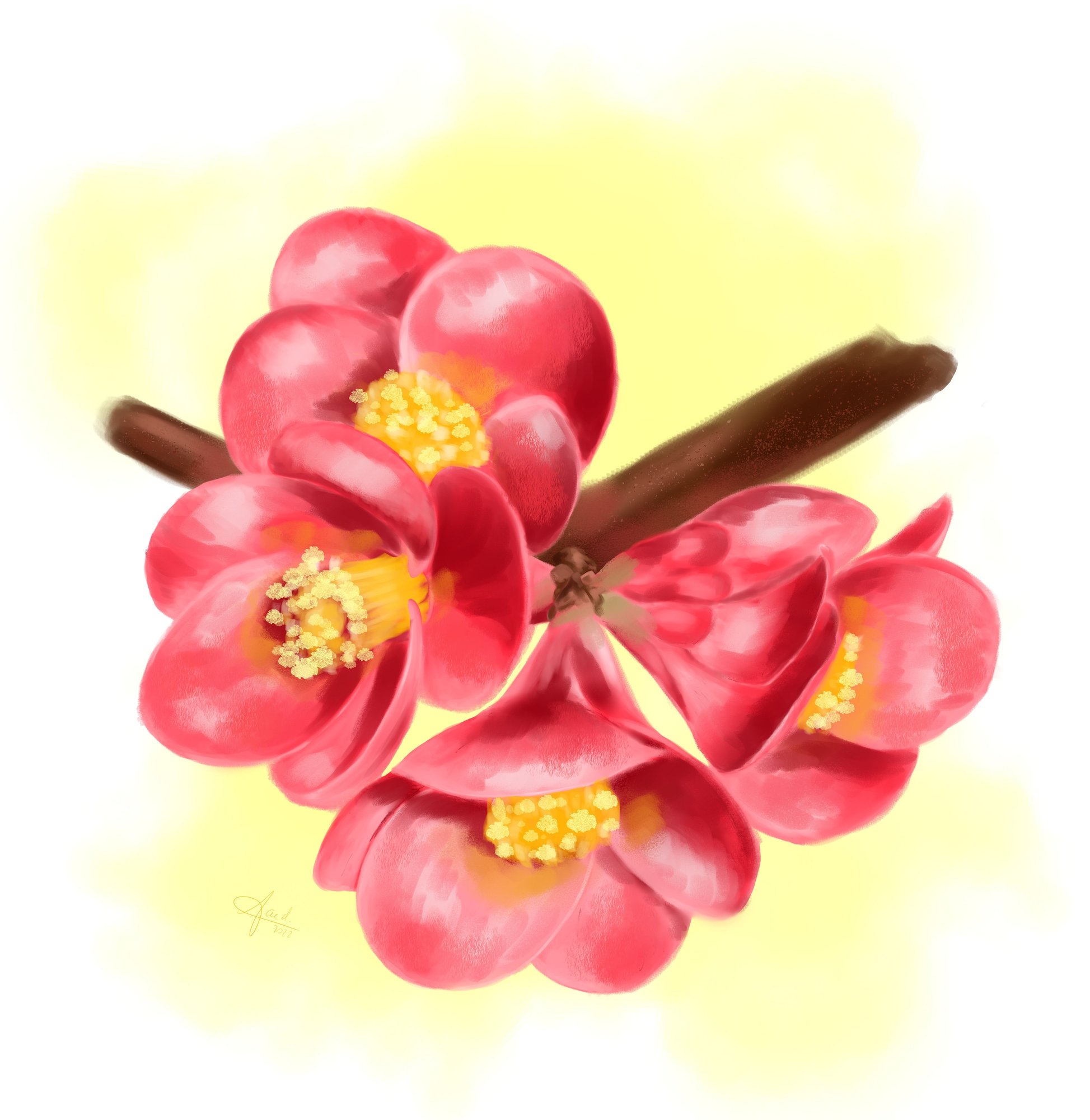 Chaenomeles japonica.jpg