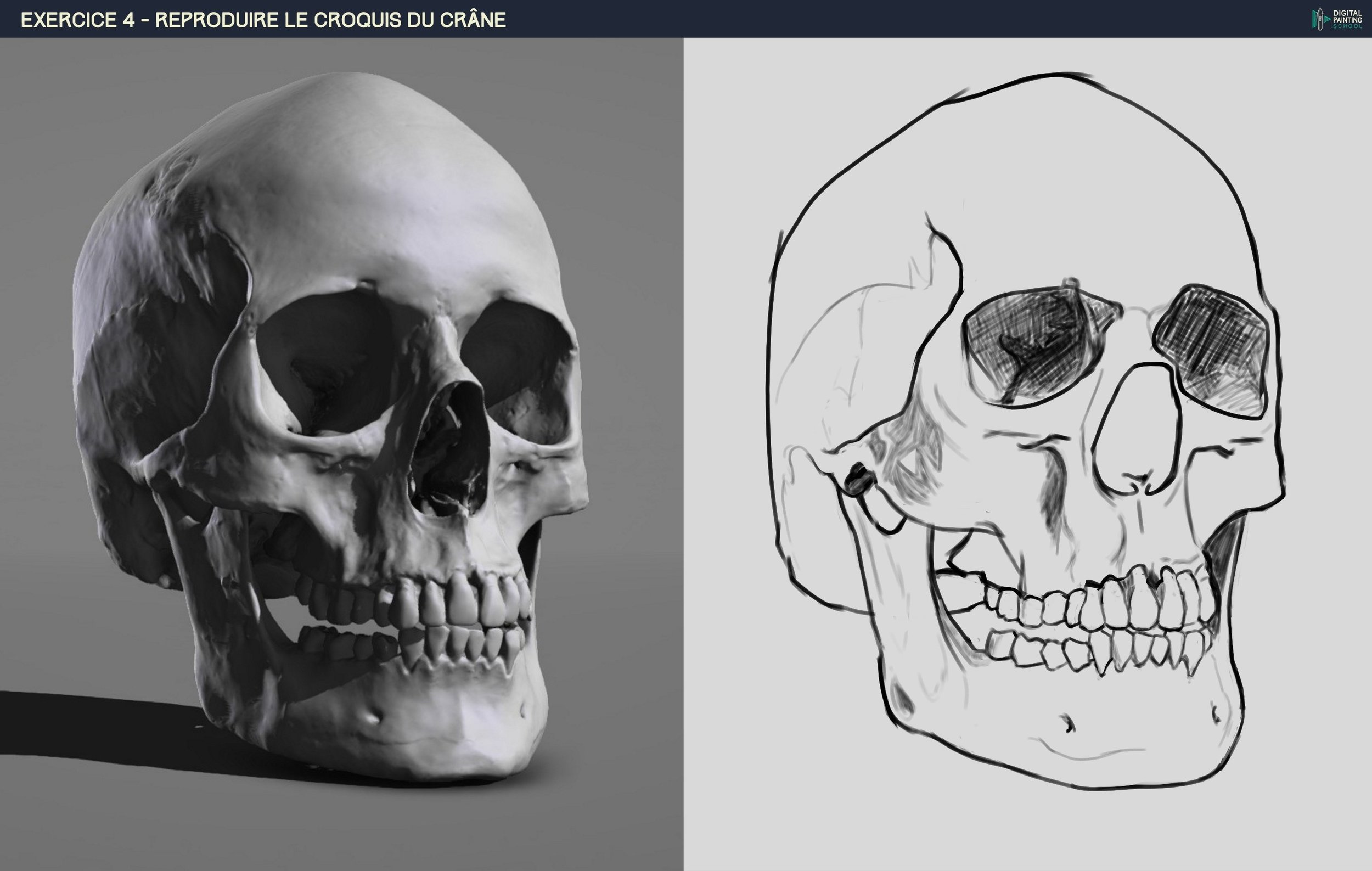 intermédiaire crane.jpg