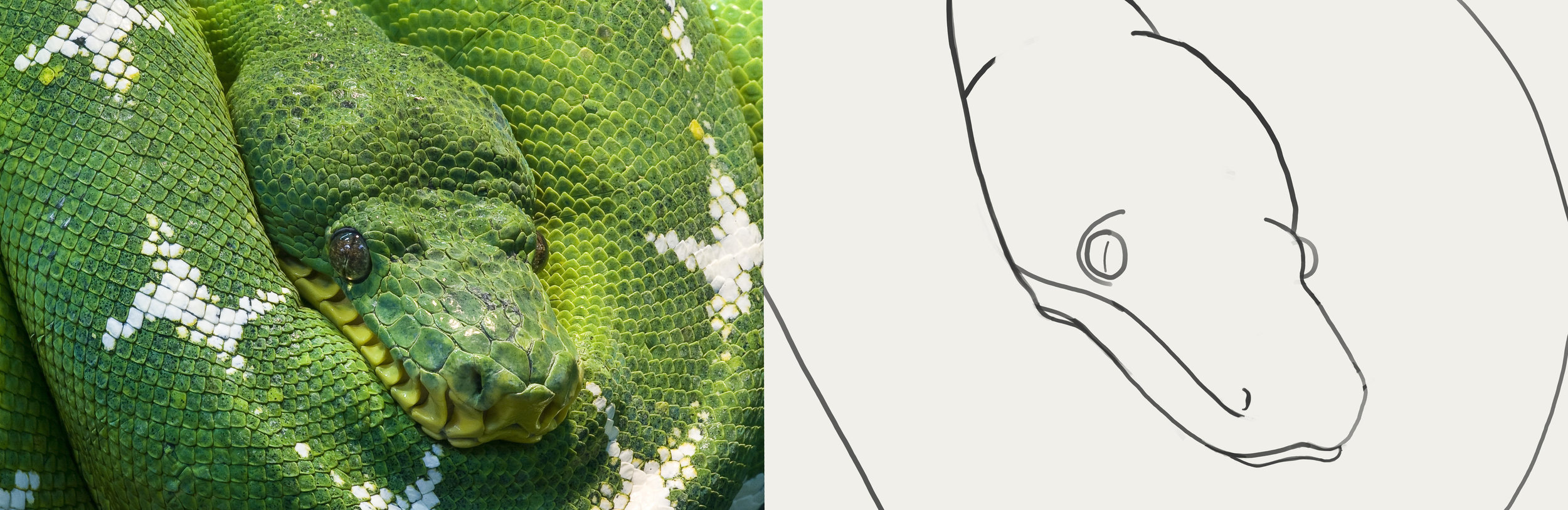 Python Croquis refais 2 (photoshop).jpg