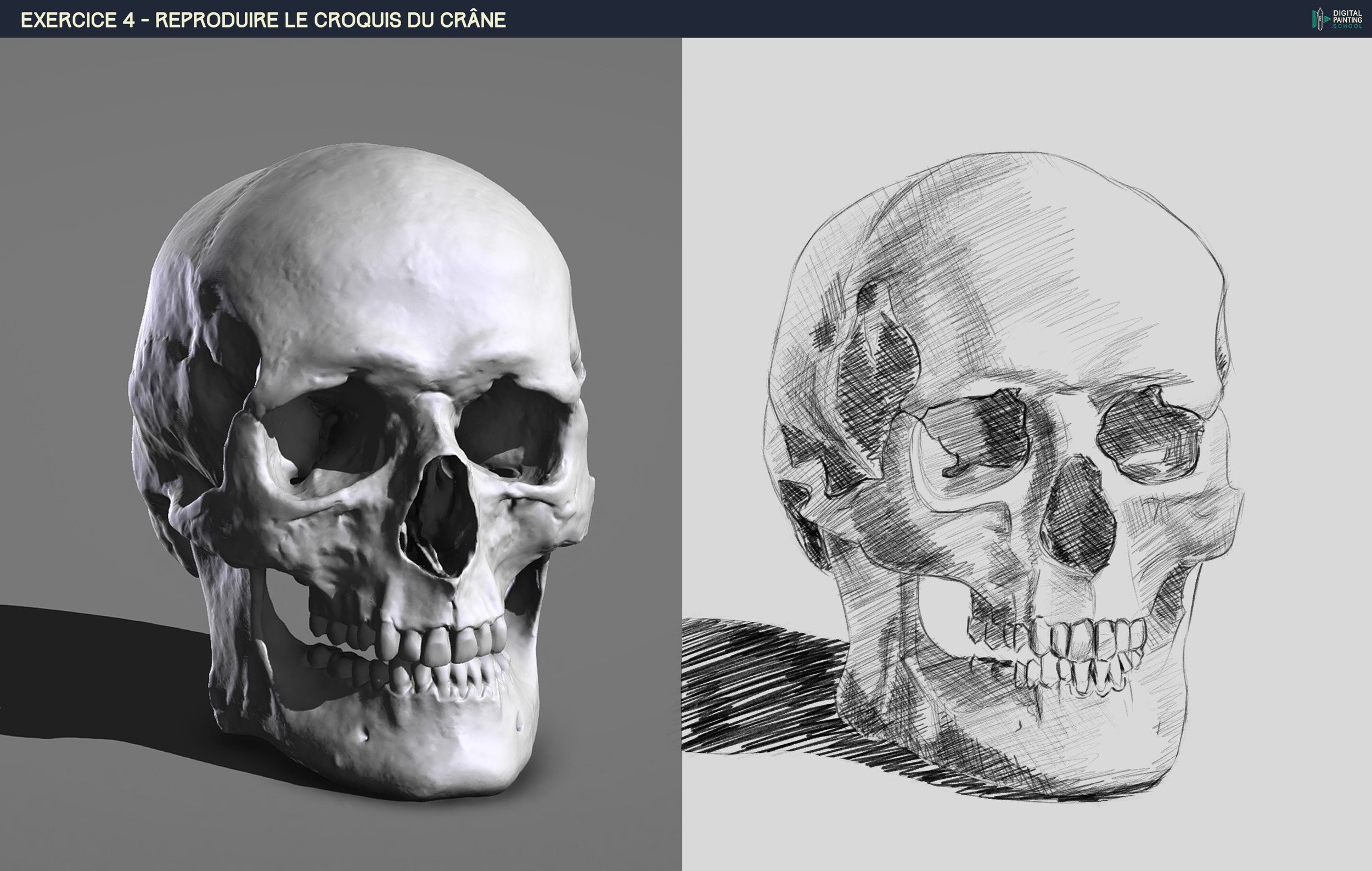 exercice 4 crane.jpg