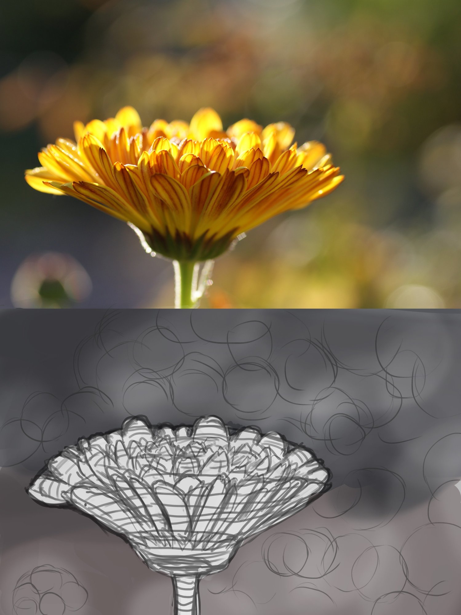 calendula.thumb.jpg.aa7a4d66f34d8e978d940803c2a6dc4b.jpg