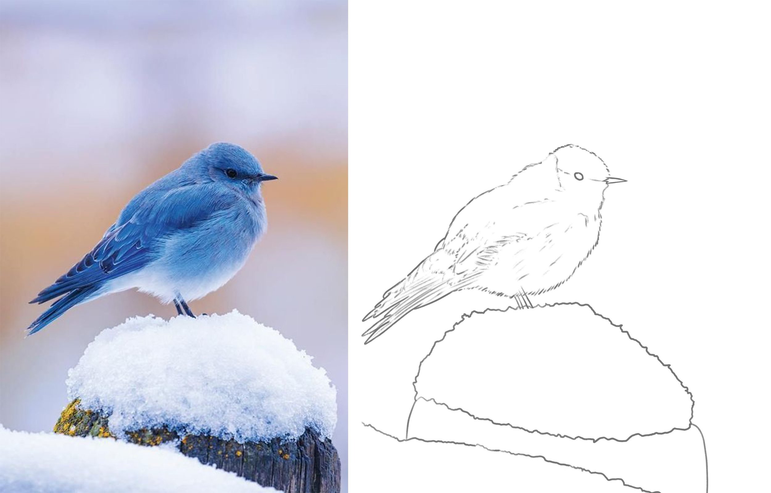 croquis zozio copie.jpg