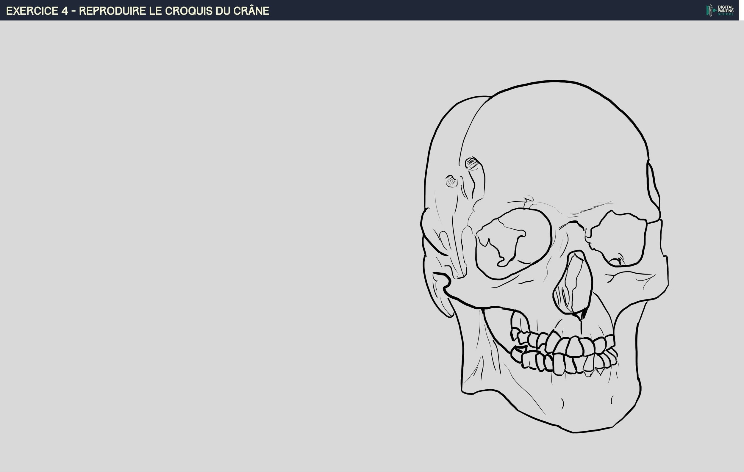 croquis du crâne.jpg