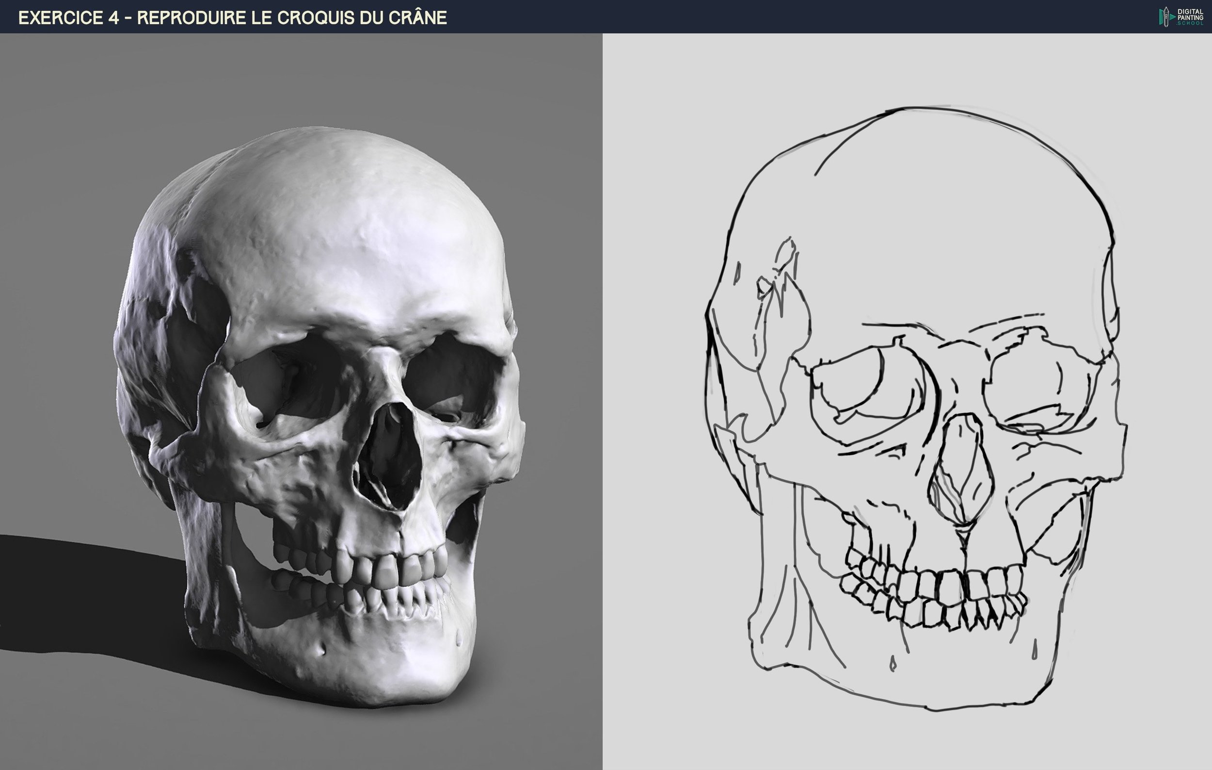 mon croquis crane- traits.jpg