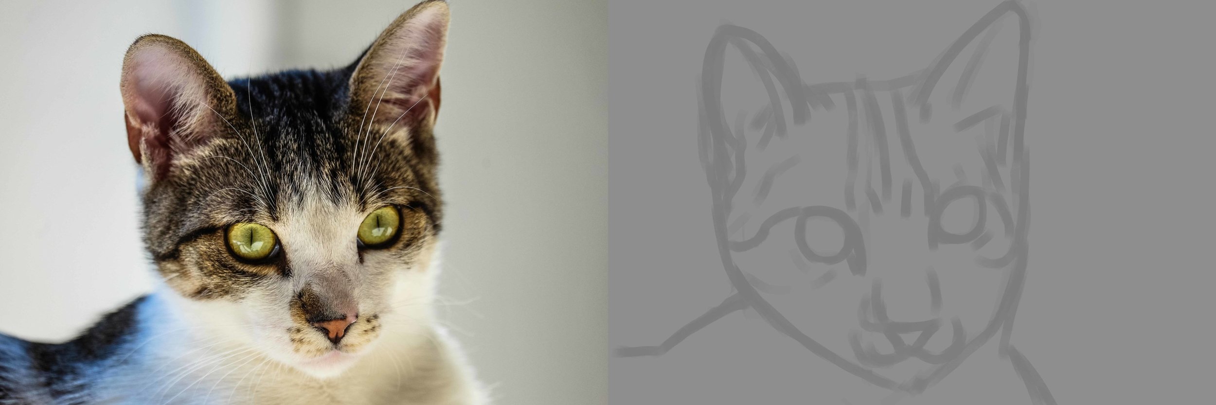 mon chat exo 5-1.jpg