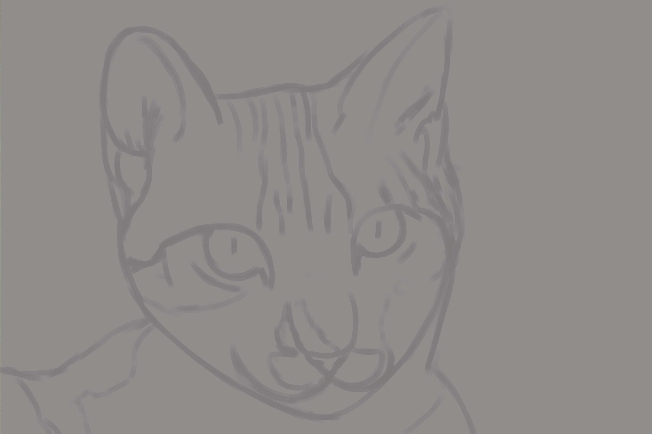 mon chat exo 5-2.jpg