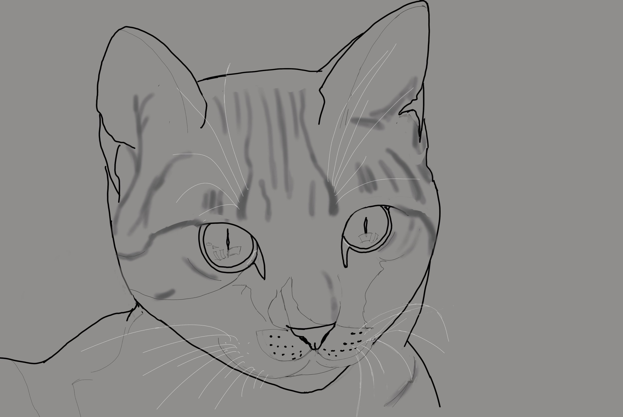 mon chat exo 5-3.jpg