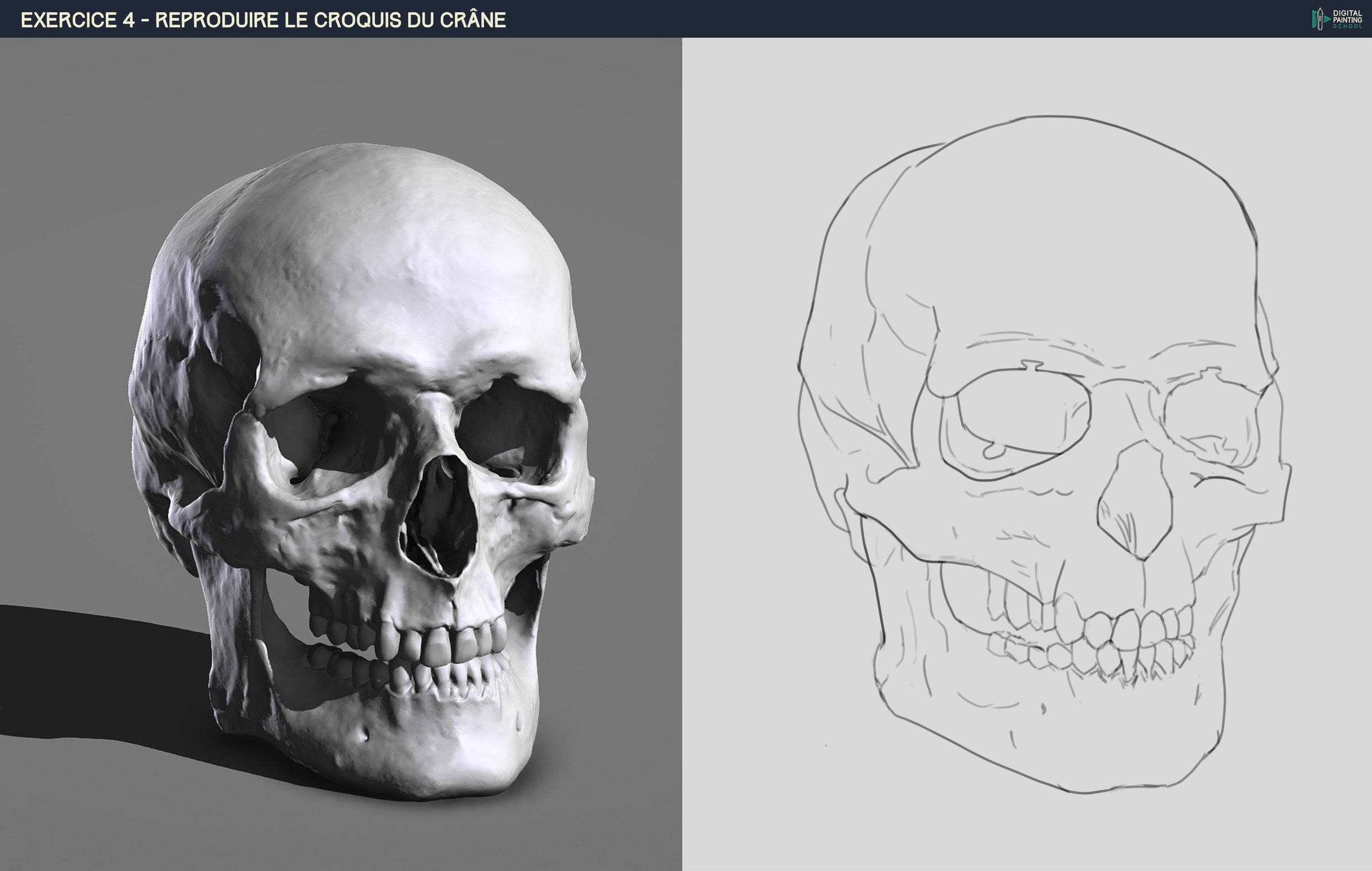 DPS-Prog-1-2-2-démo-crane-croquis - par Haki.jpg