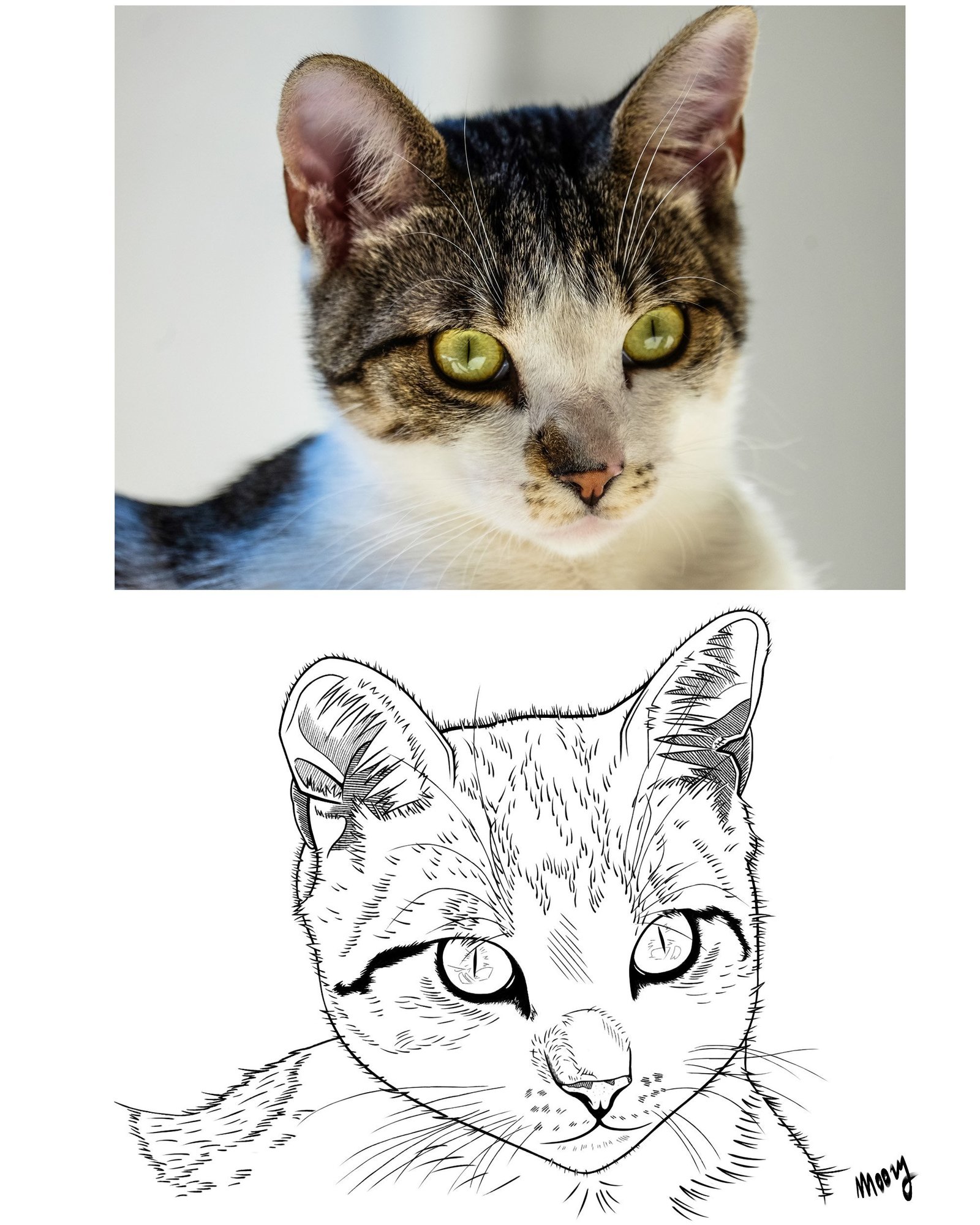 chat_croquis.jpg