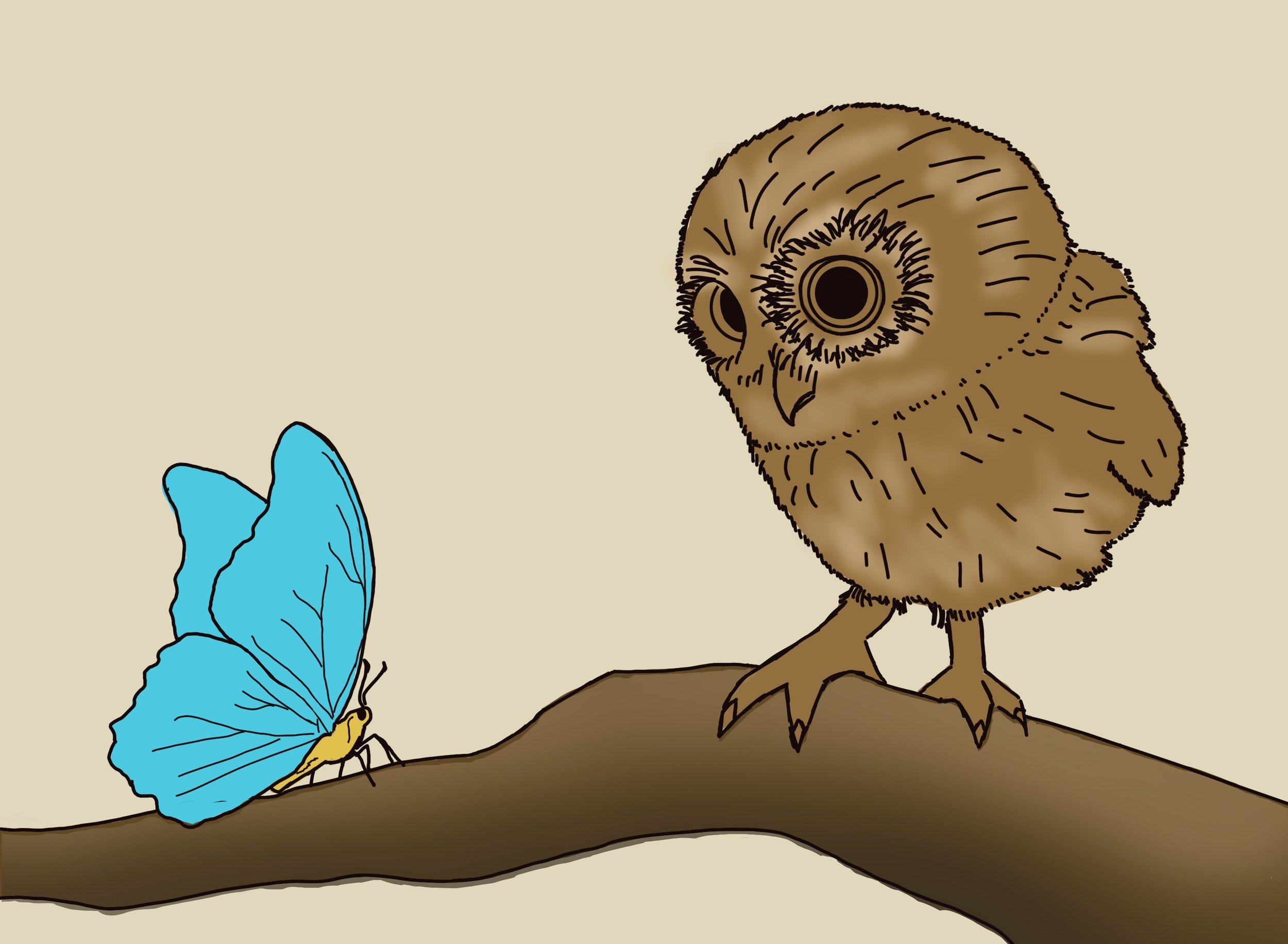 Petite chouette curieuse - croquis numéro 2.jpg