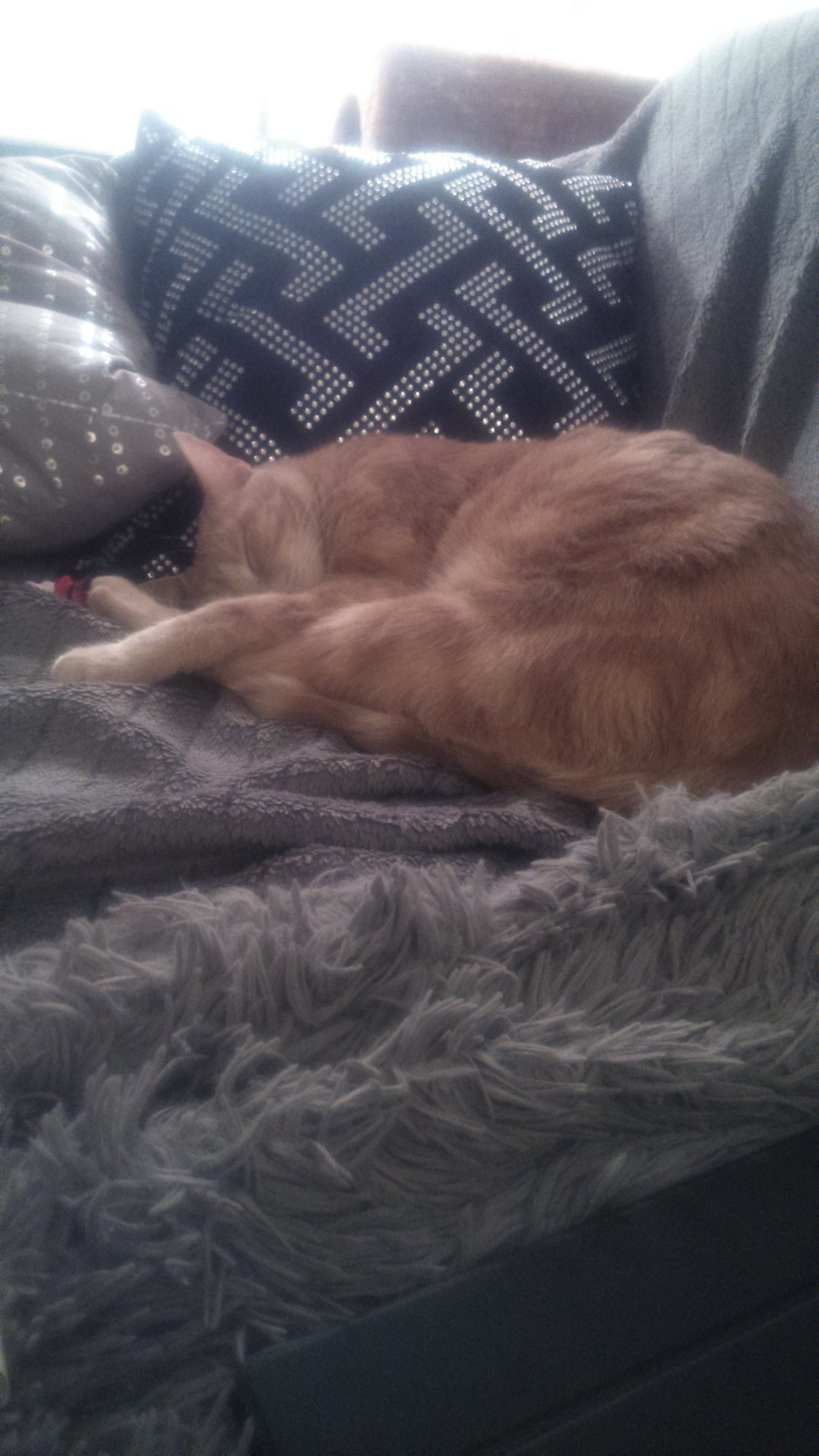 Chat endormi - référence.JPG