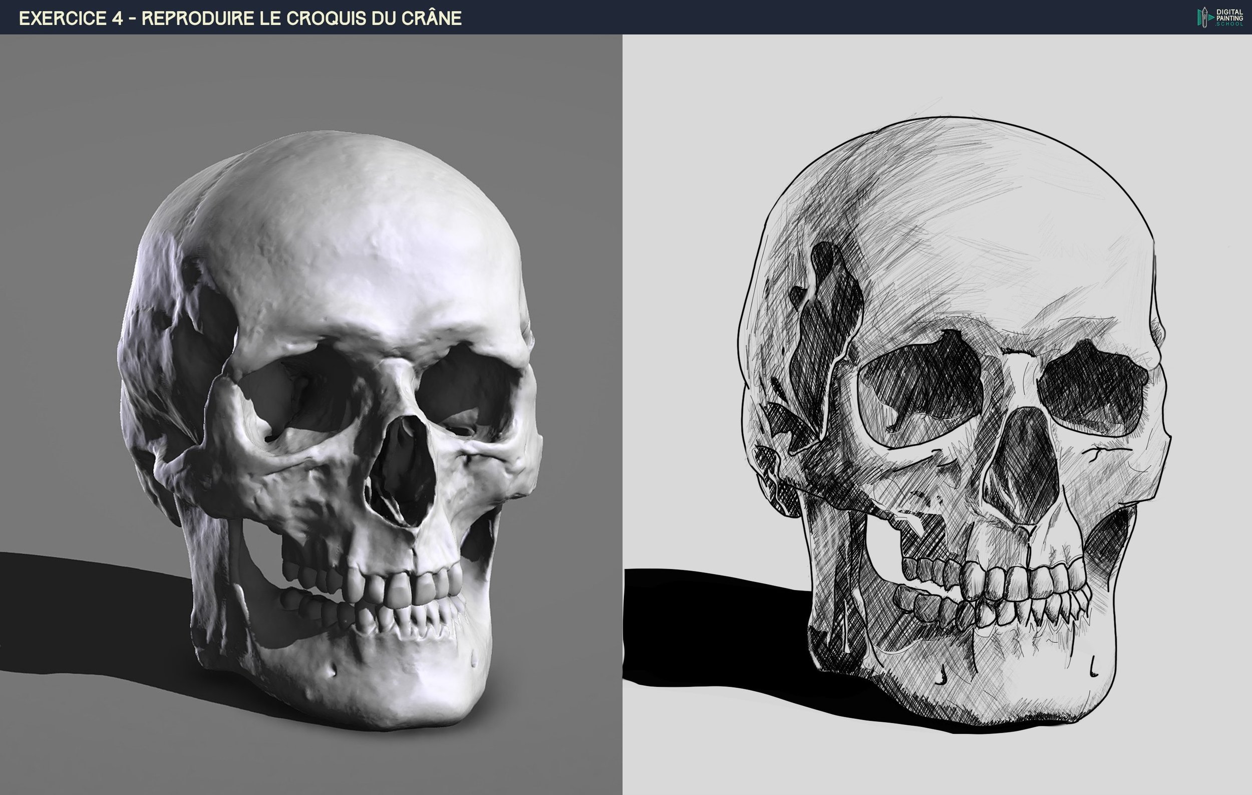 Exercice crane terminé.jpg