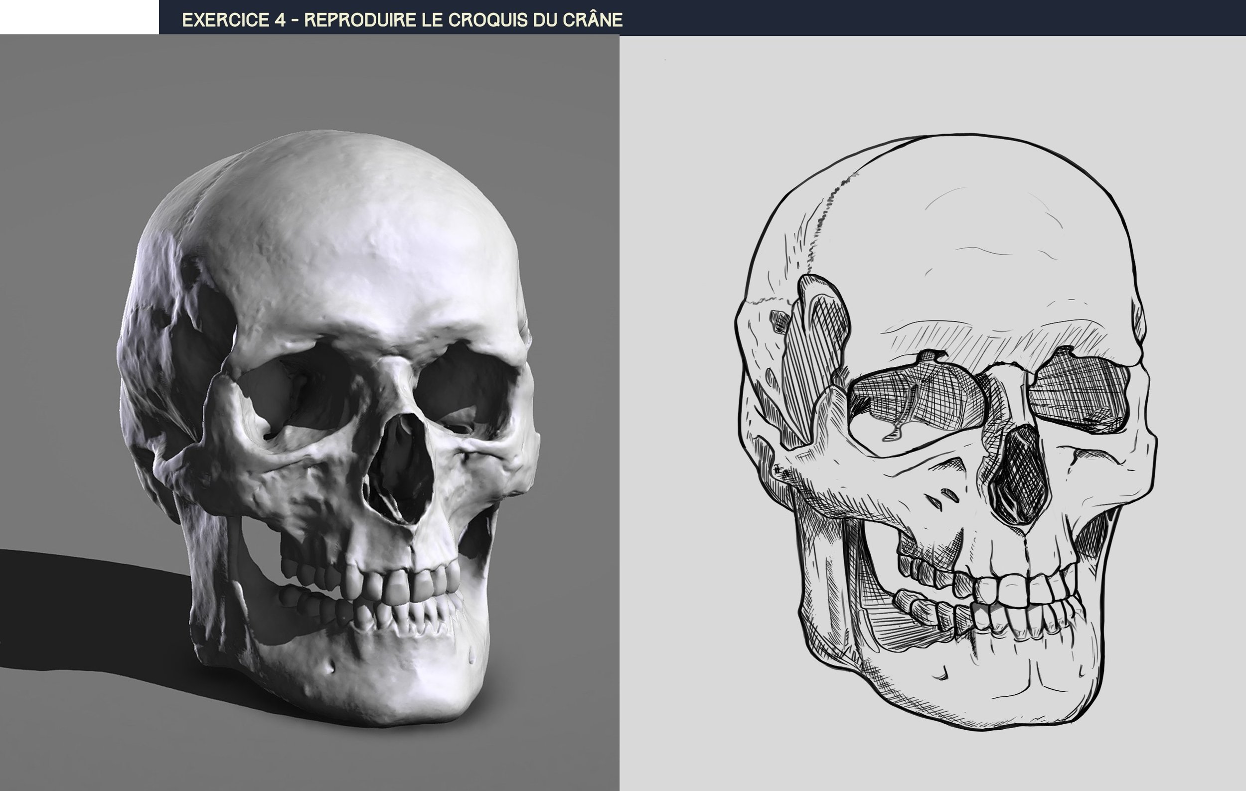 DPS-Prog-1-2-2-démo-crane-croquis copie.jpg