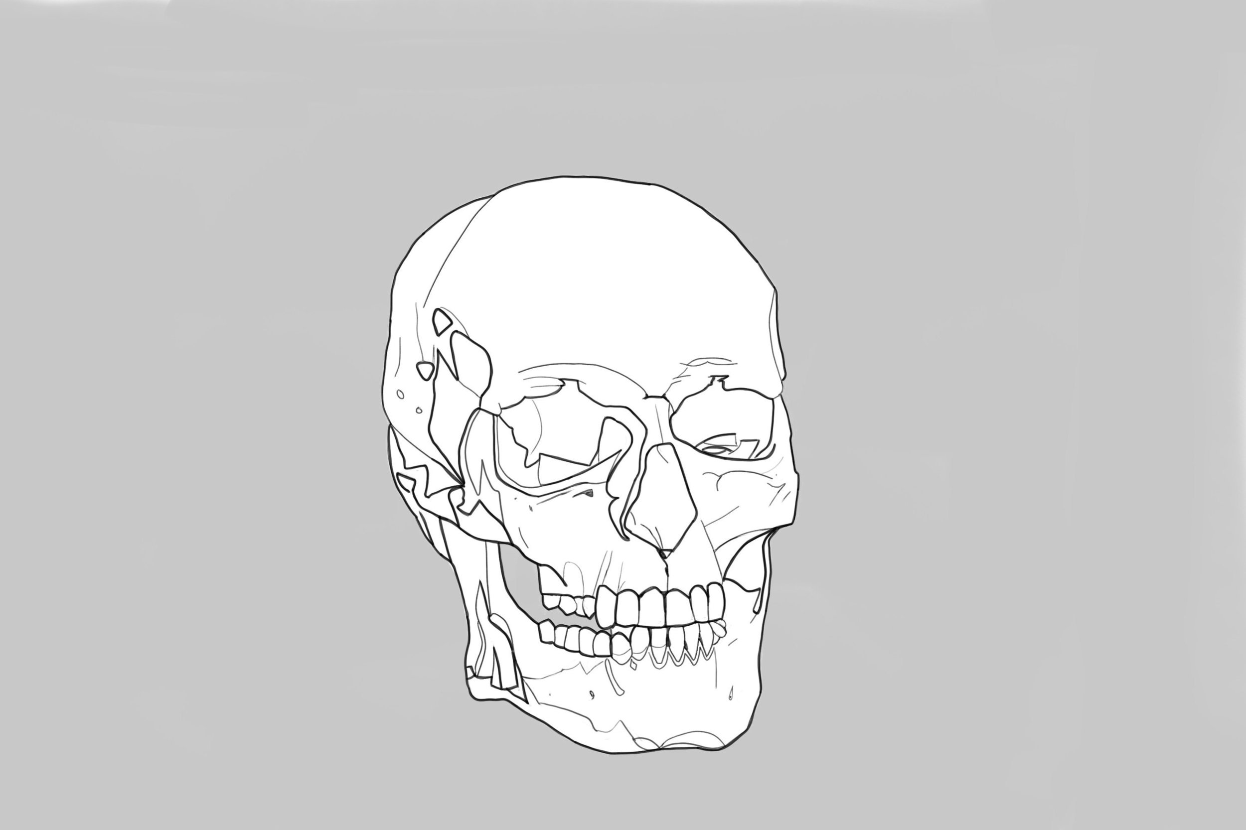 croquis du crâne-fond gris.jpg