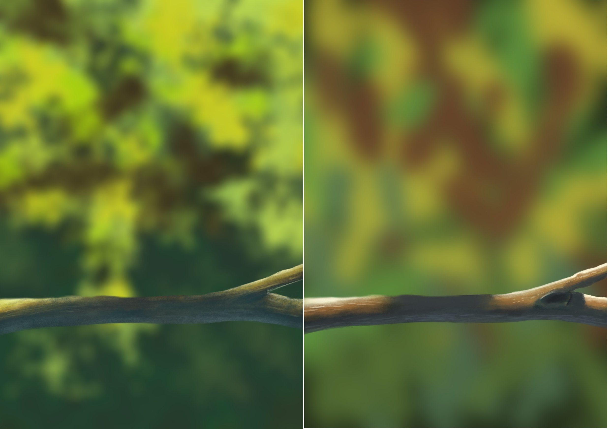 oisillon 2.1 évolution.jpg