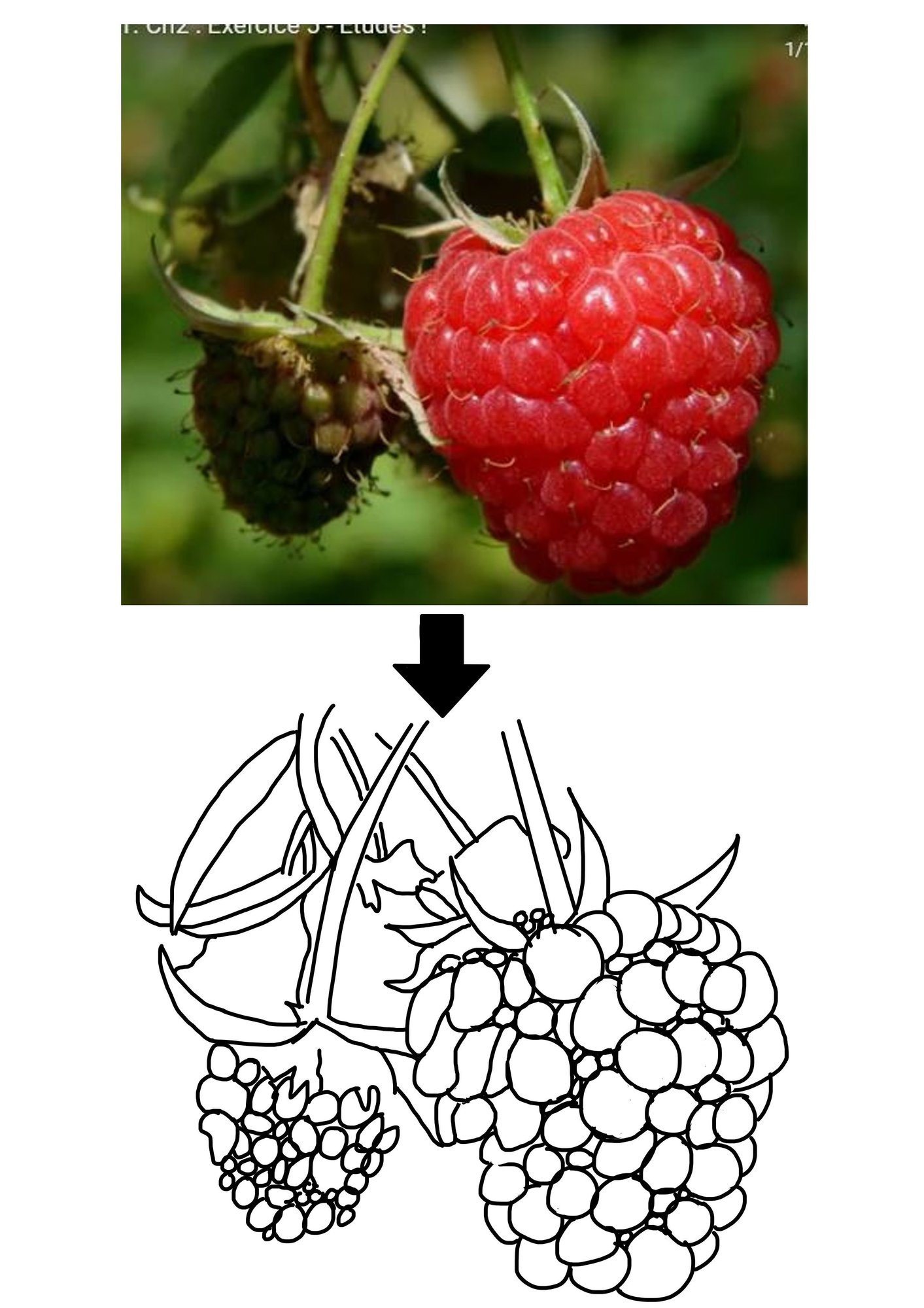 framboise.JPG