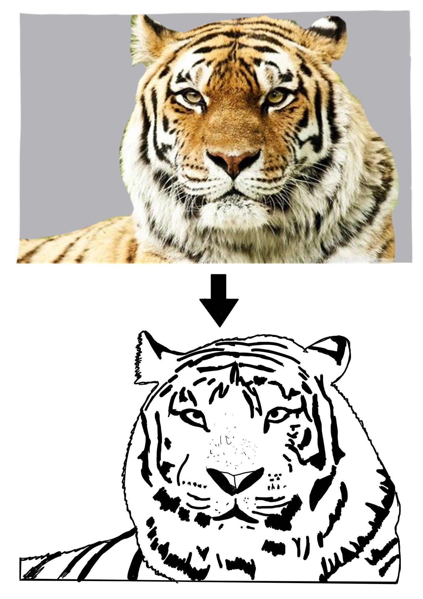 tigre.jpg
