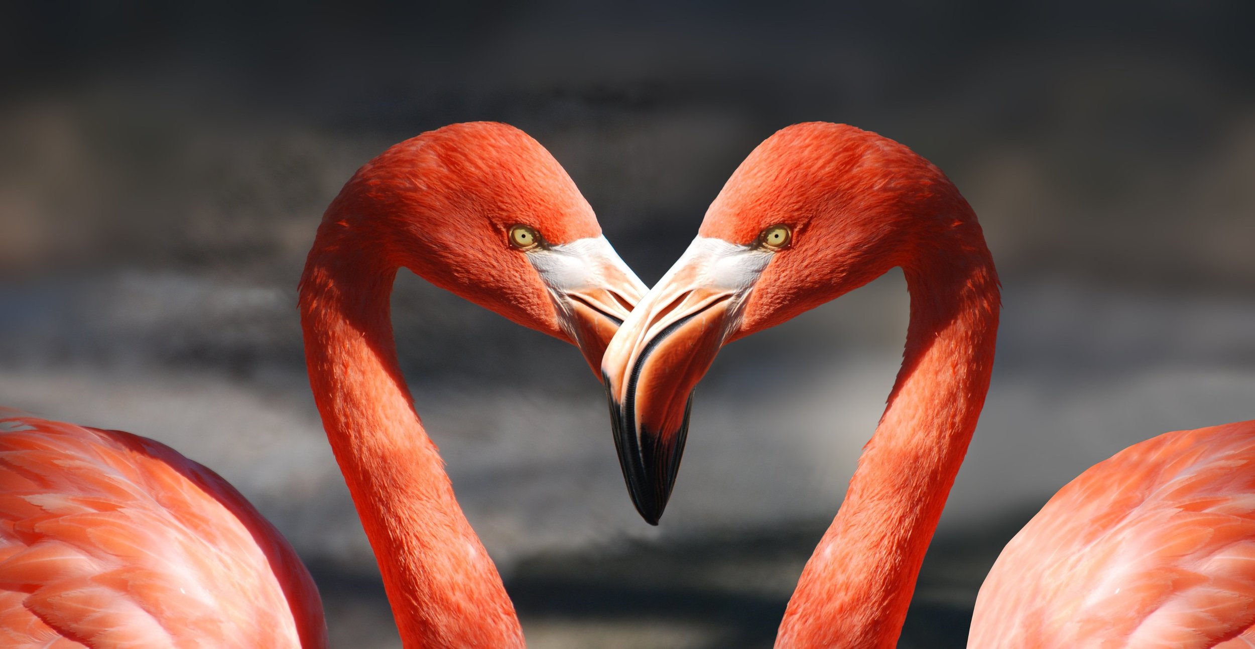 flamingo-valentine-heart-valentine-s-day-39627.jpg