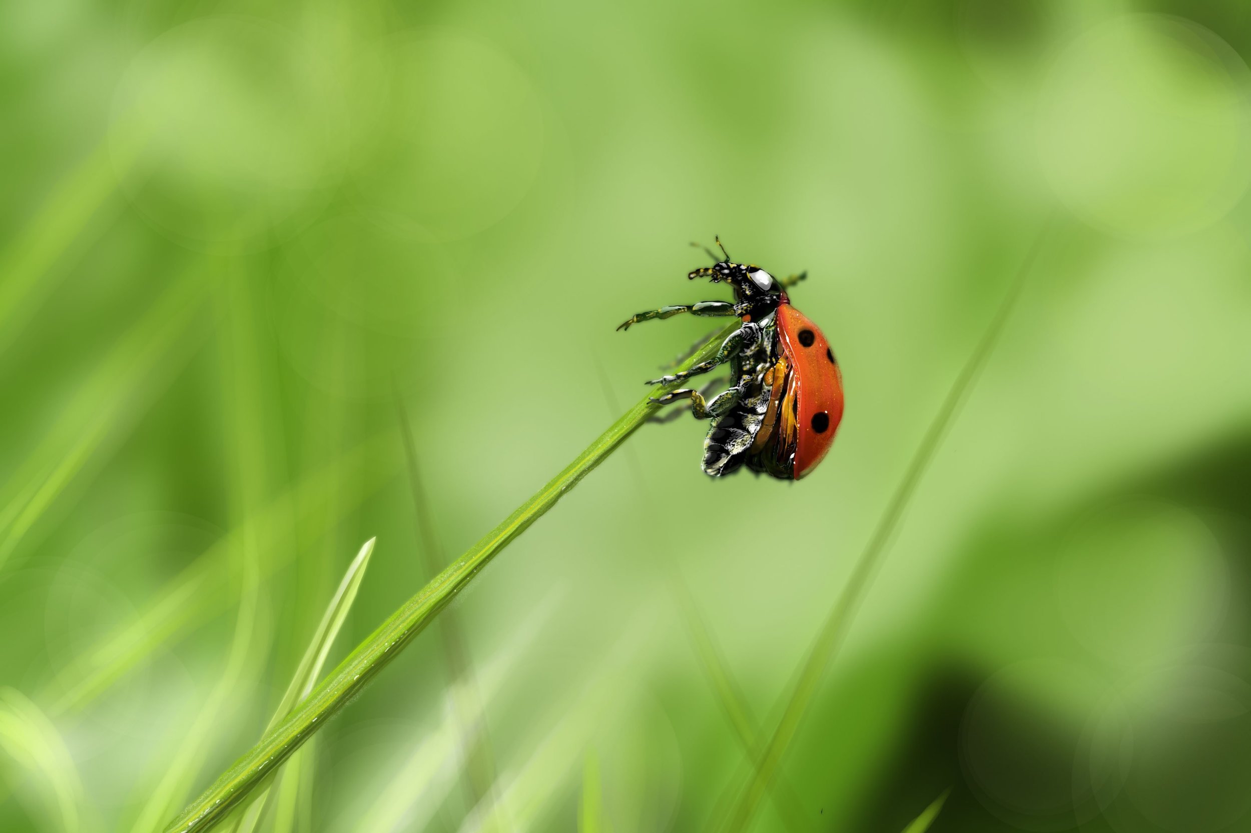 ladybug-insect-nature-meadow.thumb.jpg.d8b39334719c8cc5608721e36d6cf7af.jpg