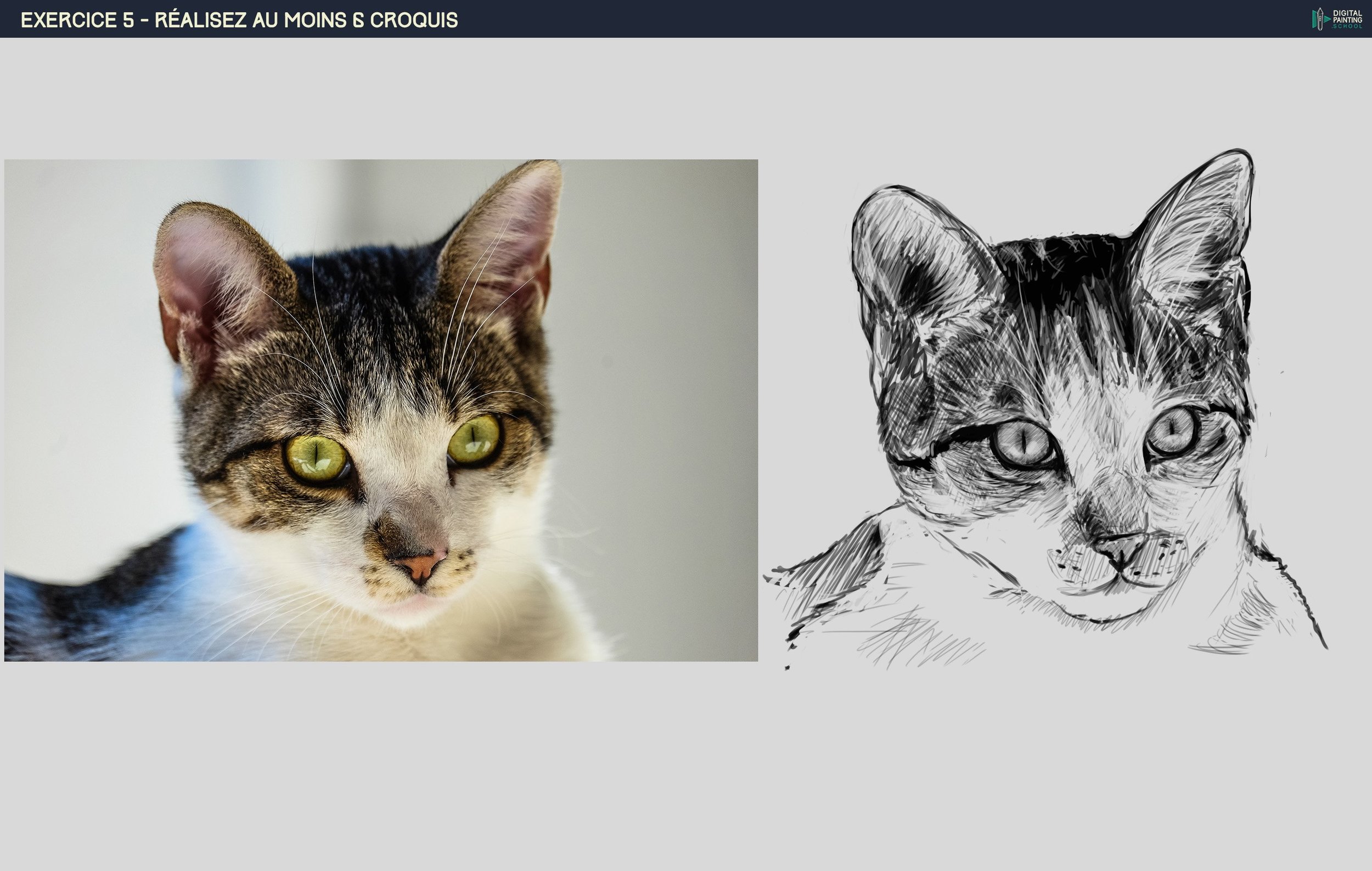 DPS-Prog-1-2-exercice5 chat.jpg