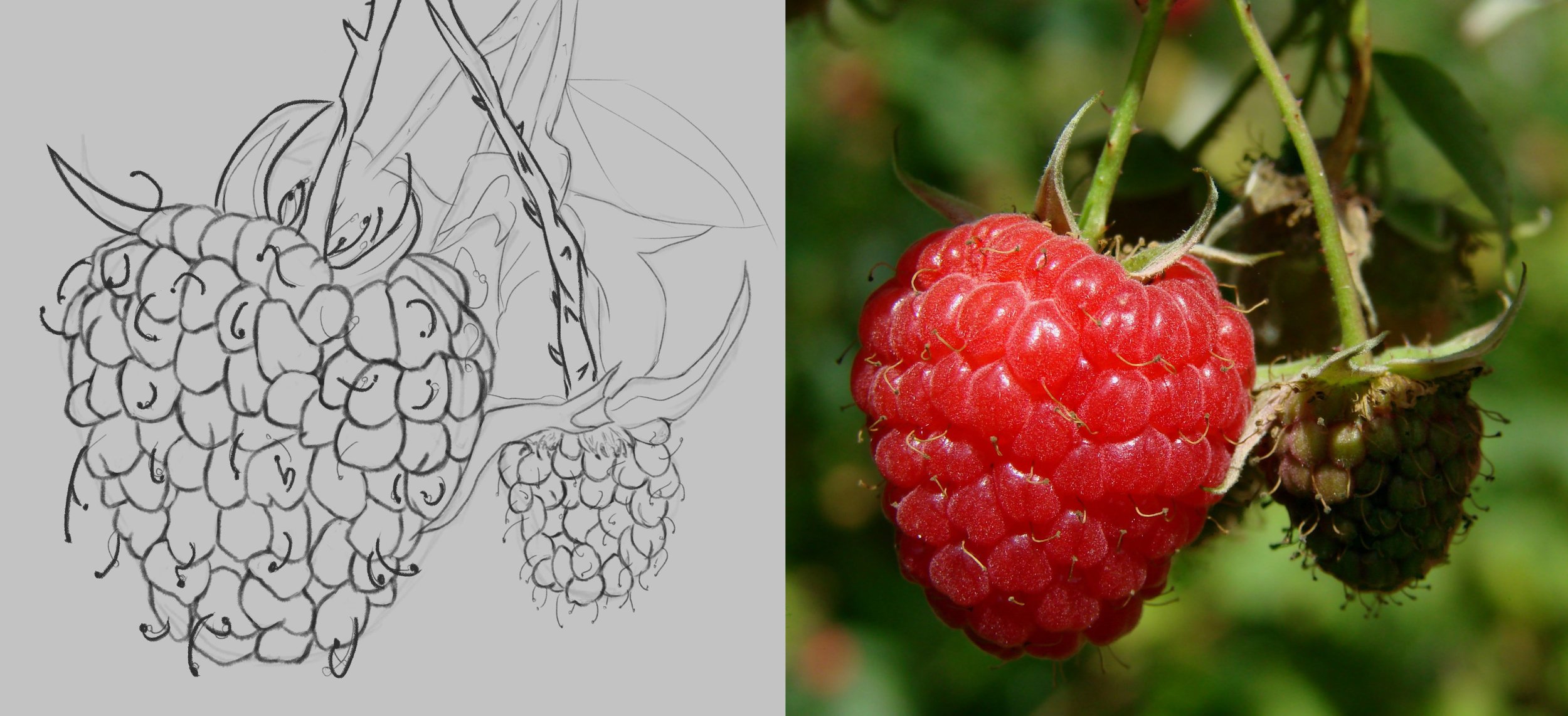 framboises.jpg