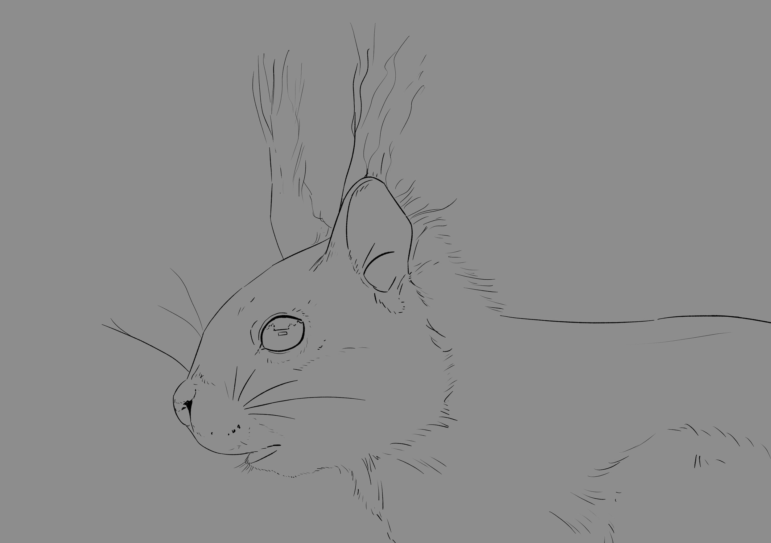 croquis squirrel.jpg