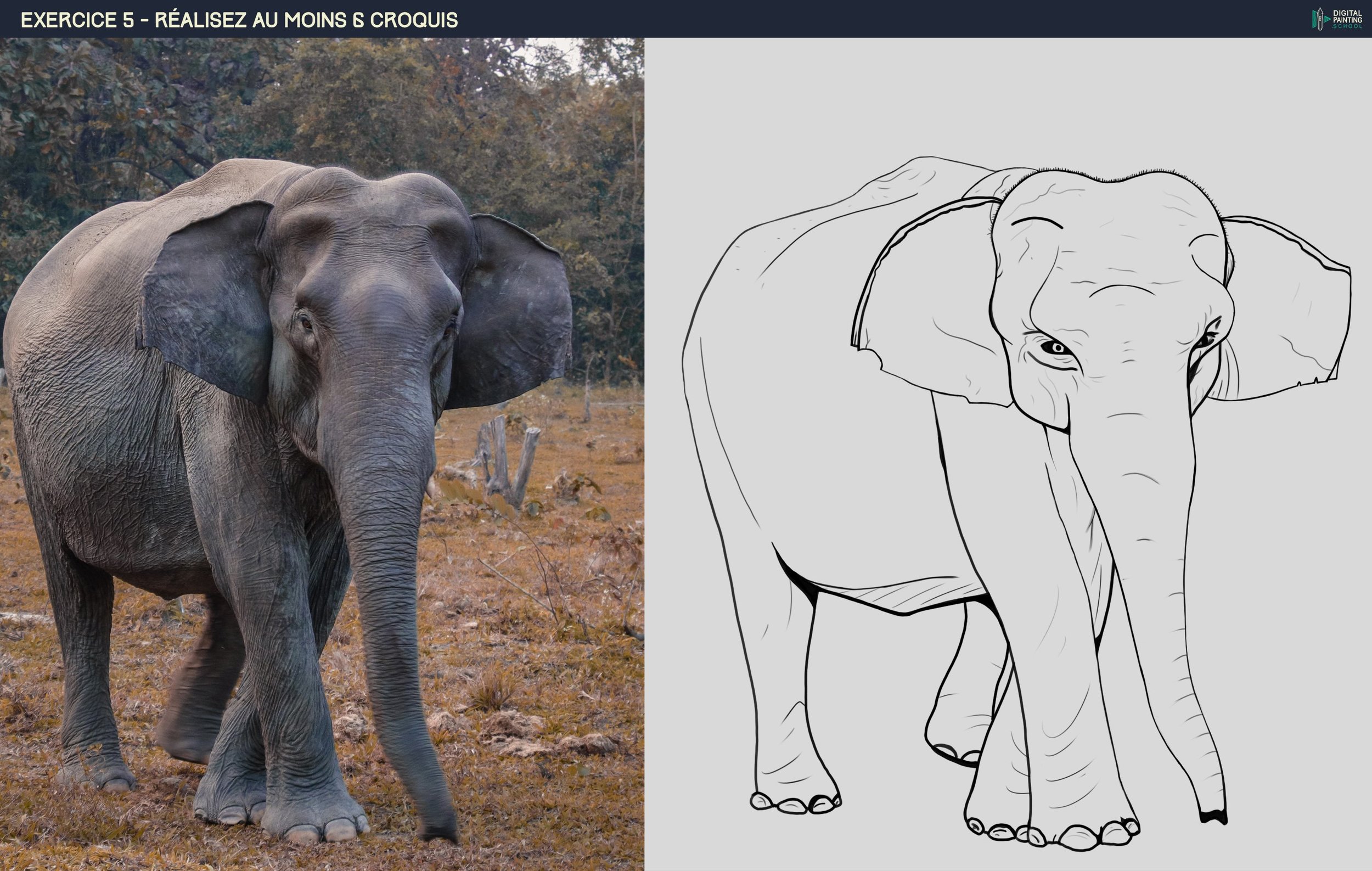 elephant.jpg