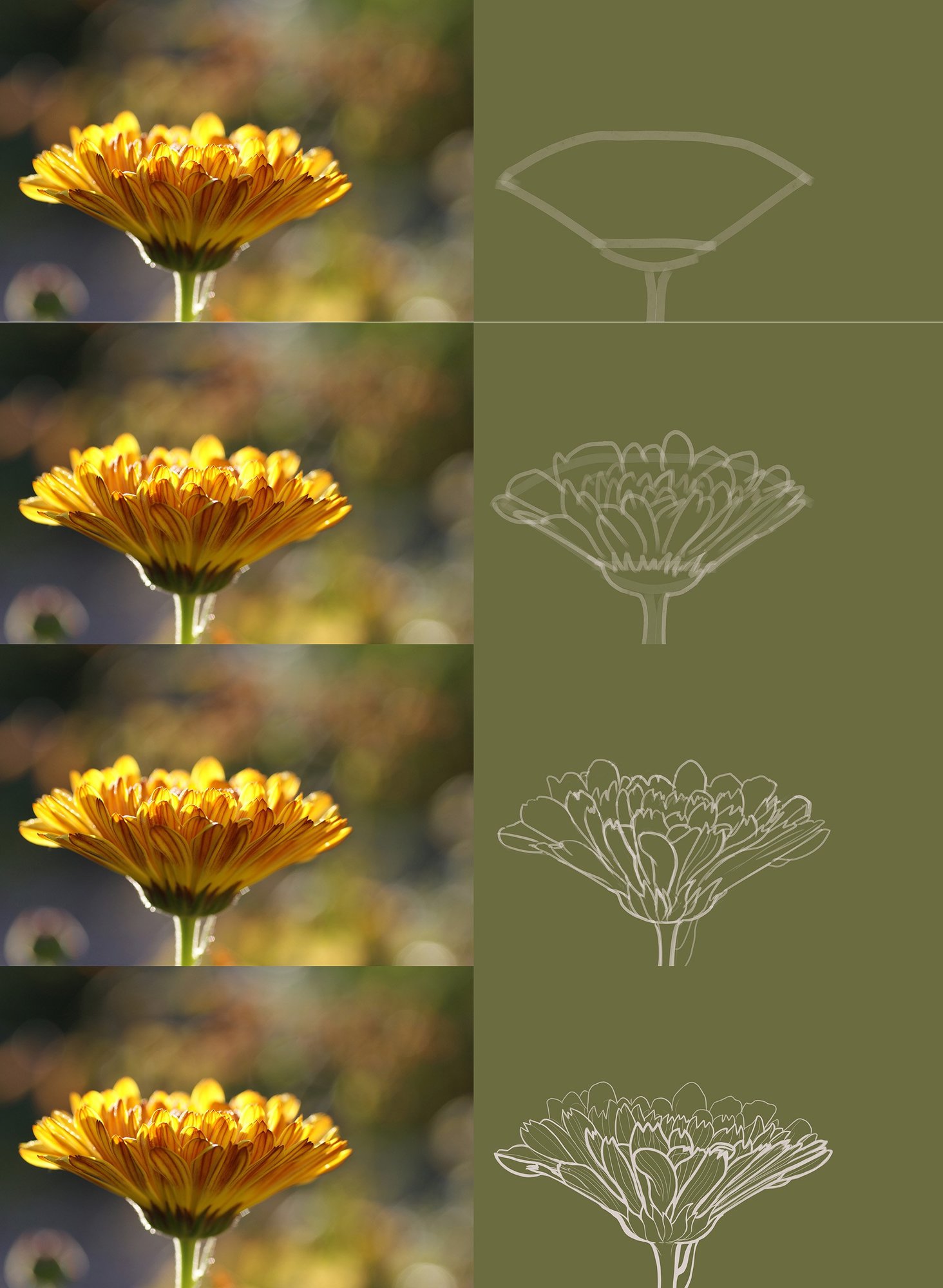 Calendula etude line BQ.jpg