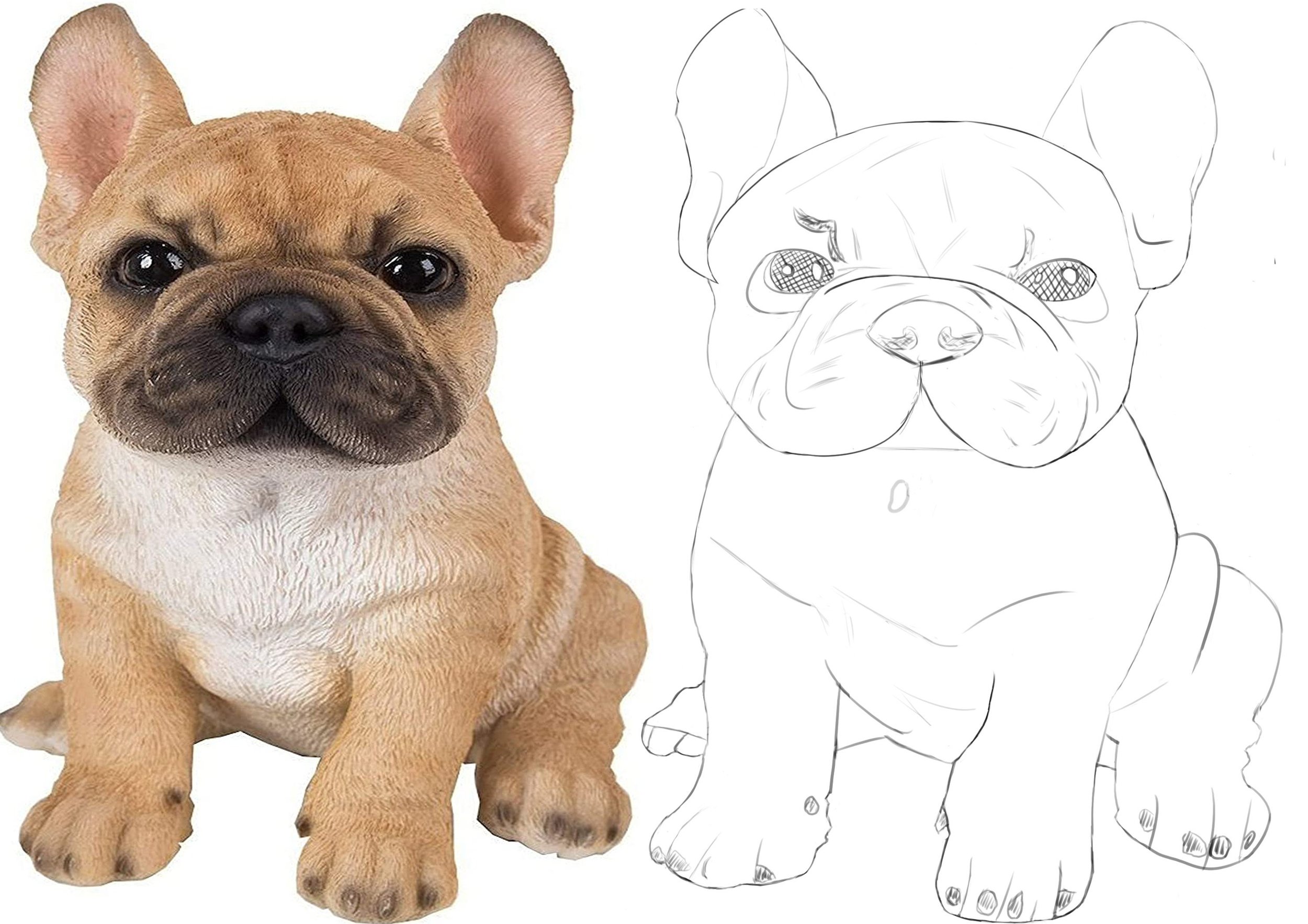 reproduction chiot.jpg