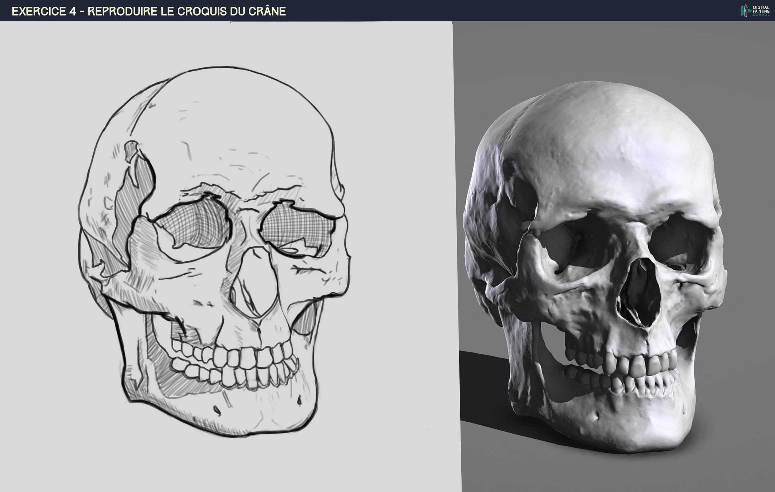 le crane buezala ligne v3.jpg