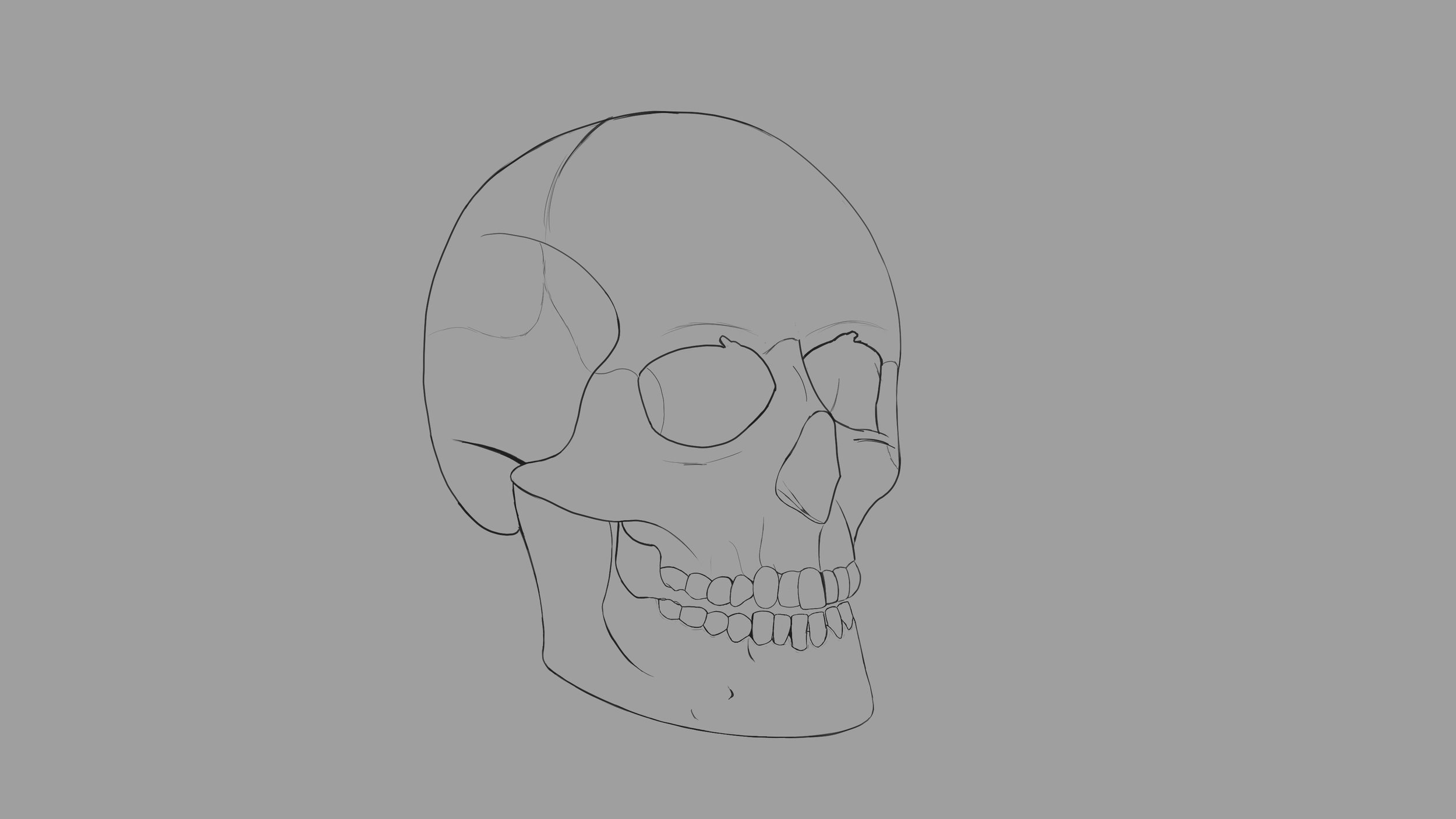 Skull croquis.jpg