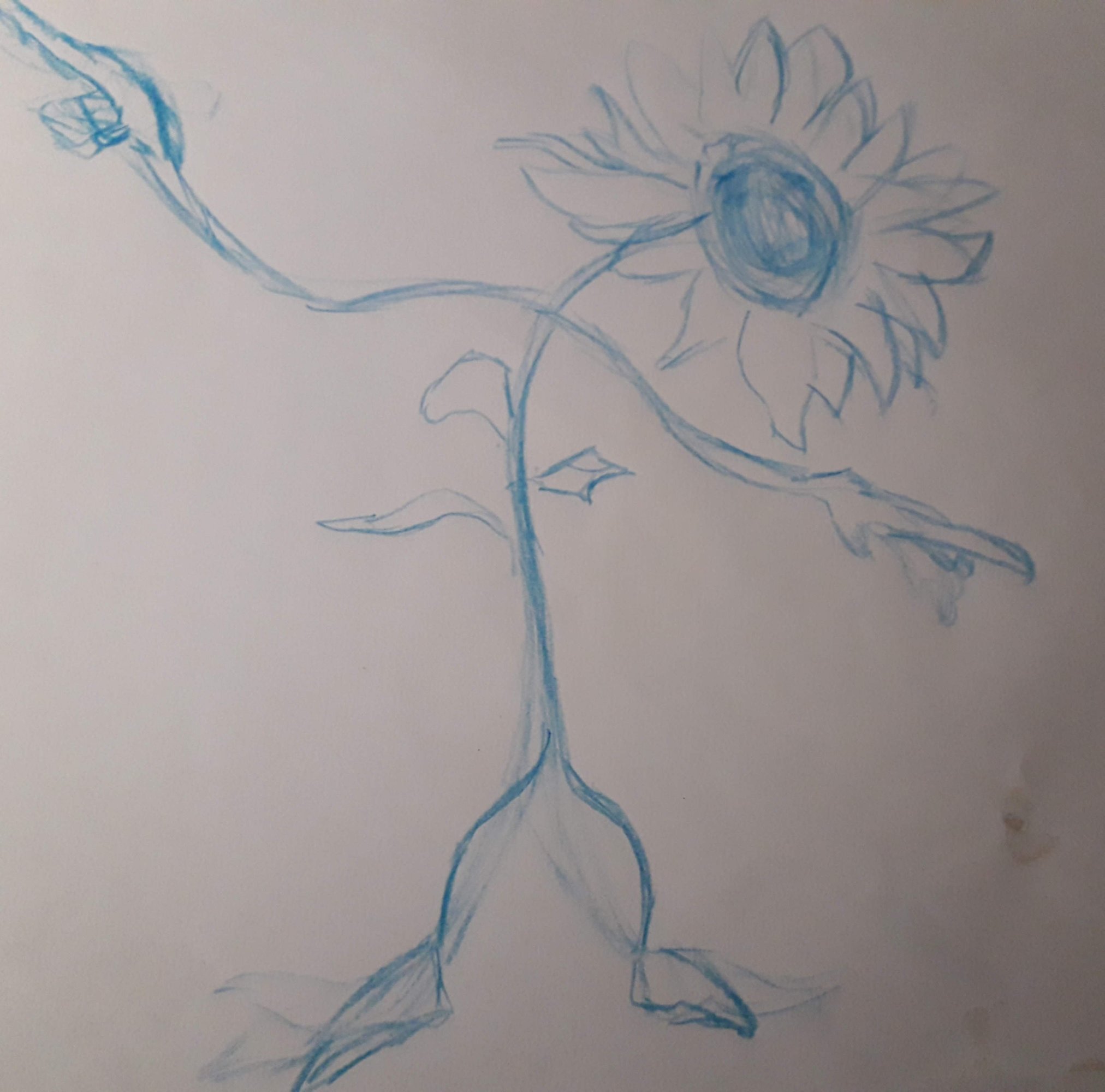 CROQUIS TOURNESOL.jpg