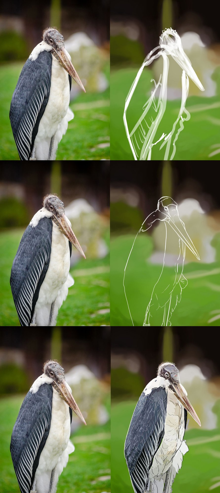 Marabout Etude line.jpg