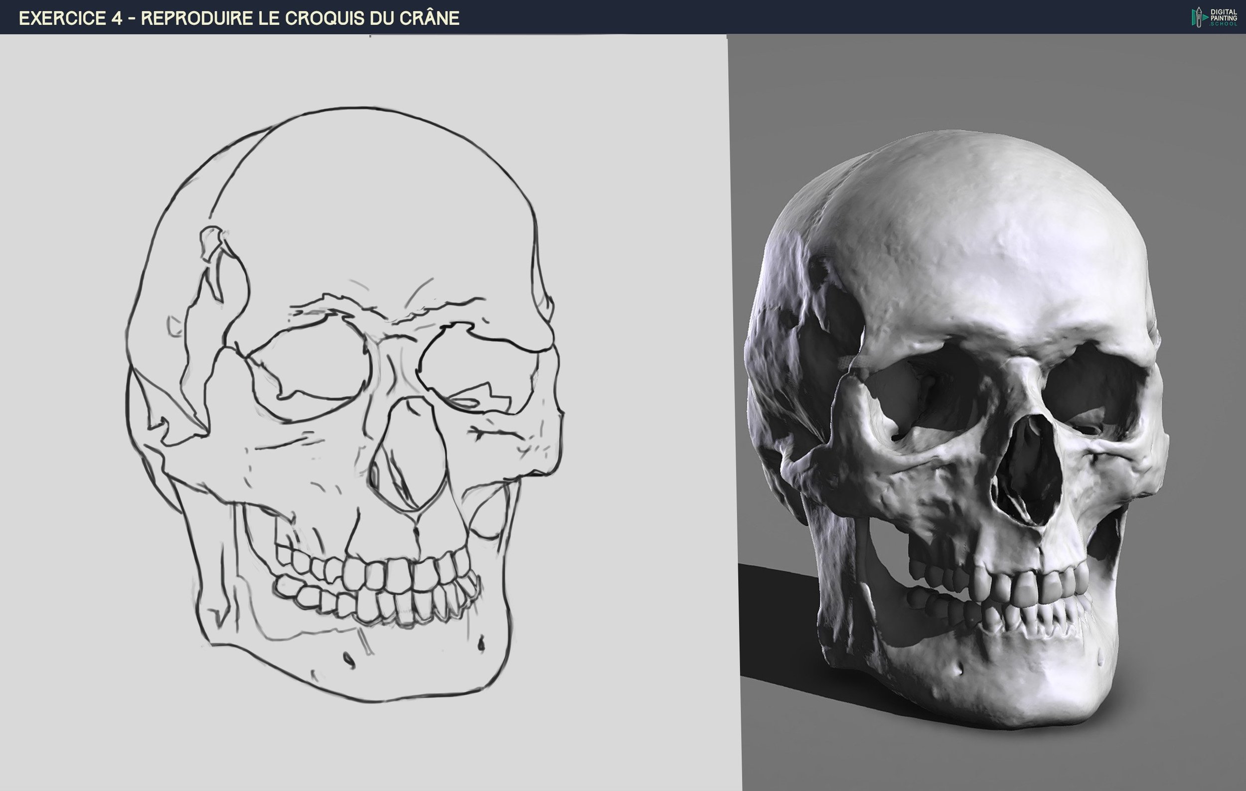 le crane buezala v2.jpg