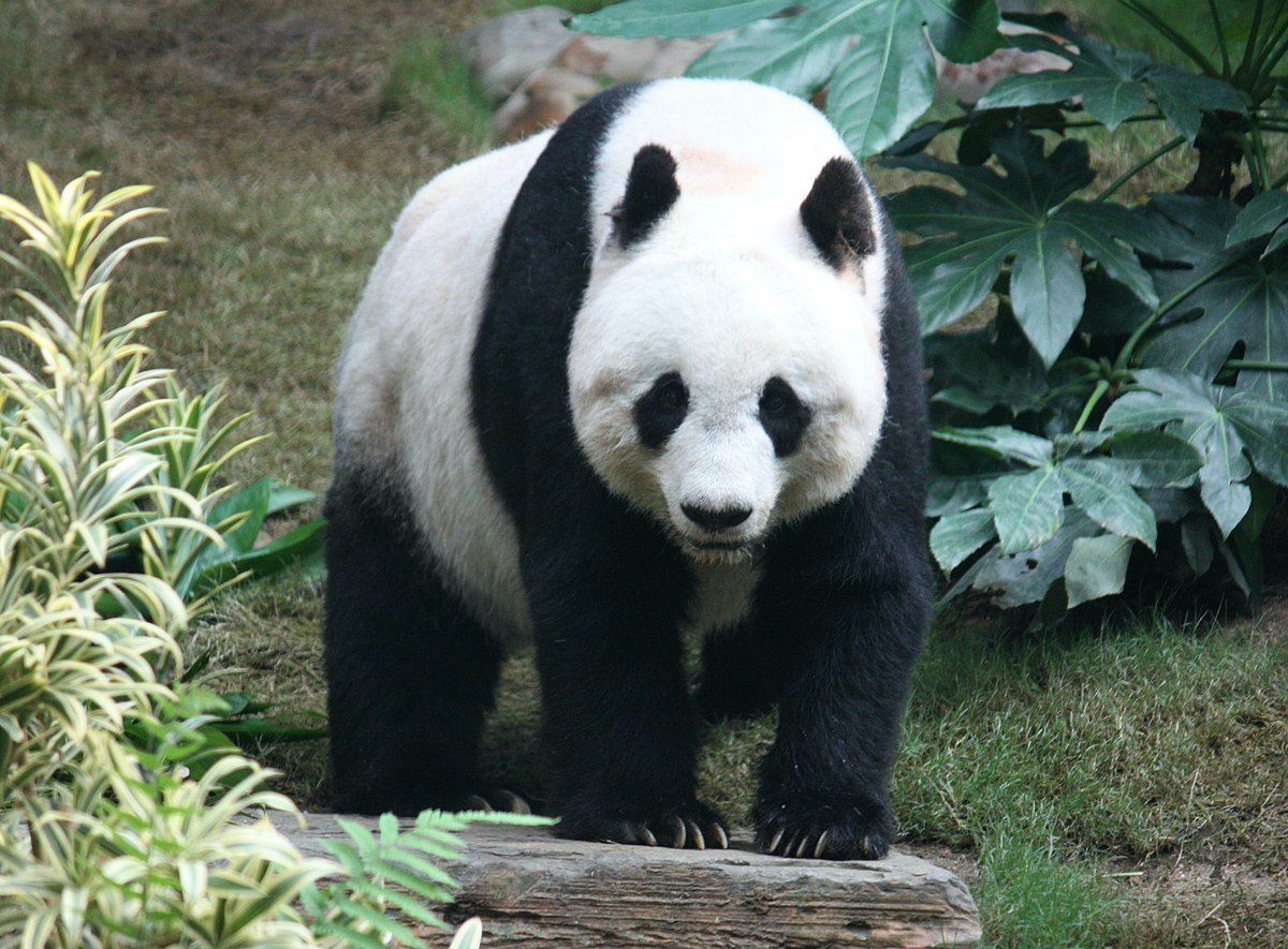 Grosser_Panda.jpg.11776c36a111ee9c373a22fd4b7861d6.jpg