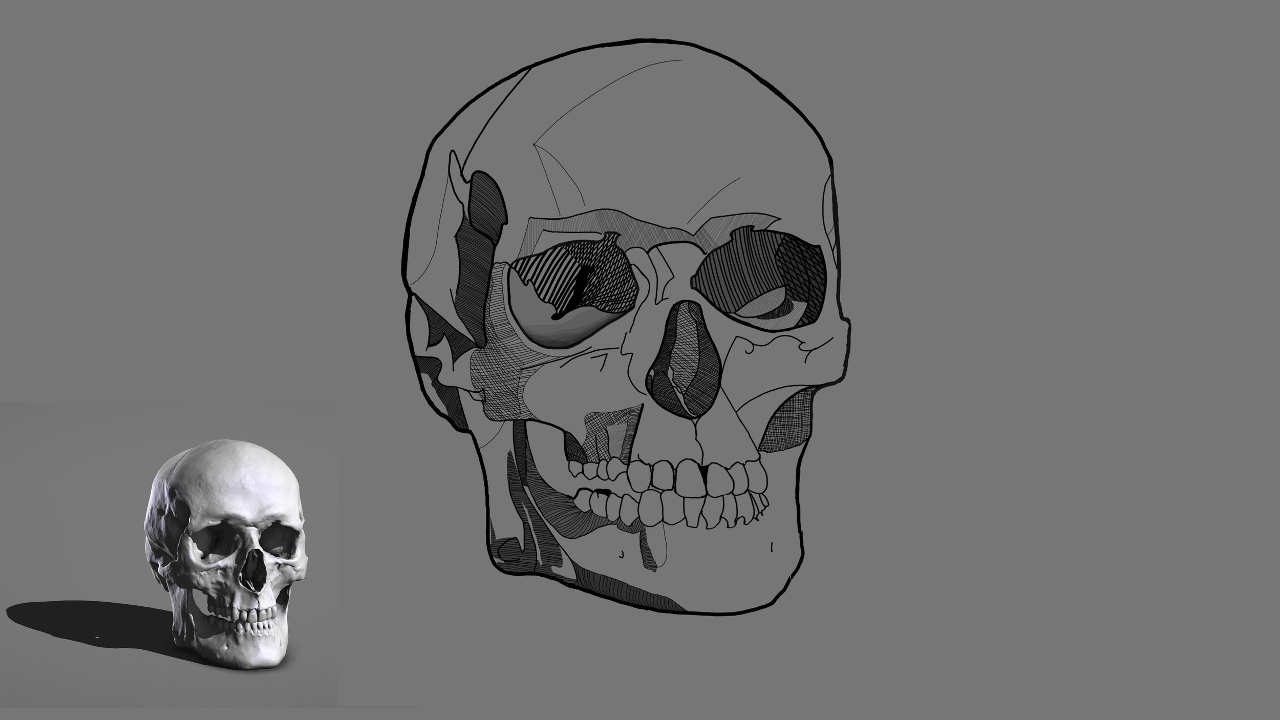 Croquis Crâne copie 3.jpg