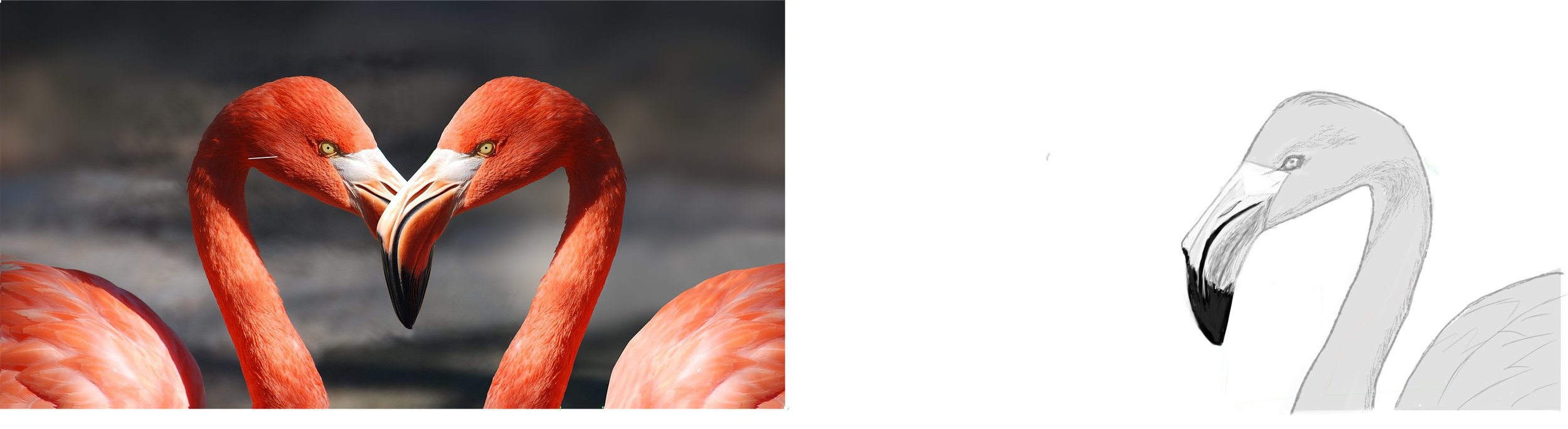 flamants13-1 copie.jpg