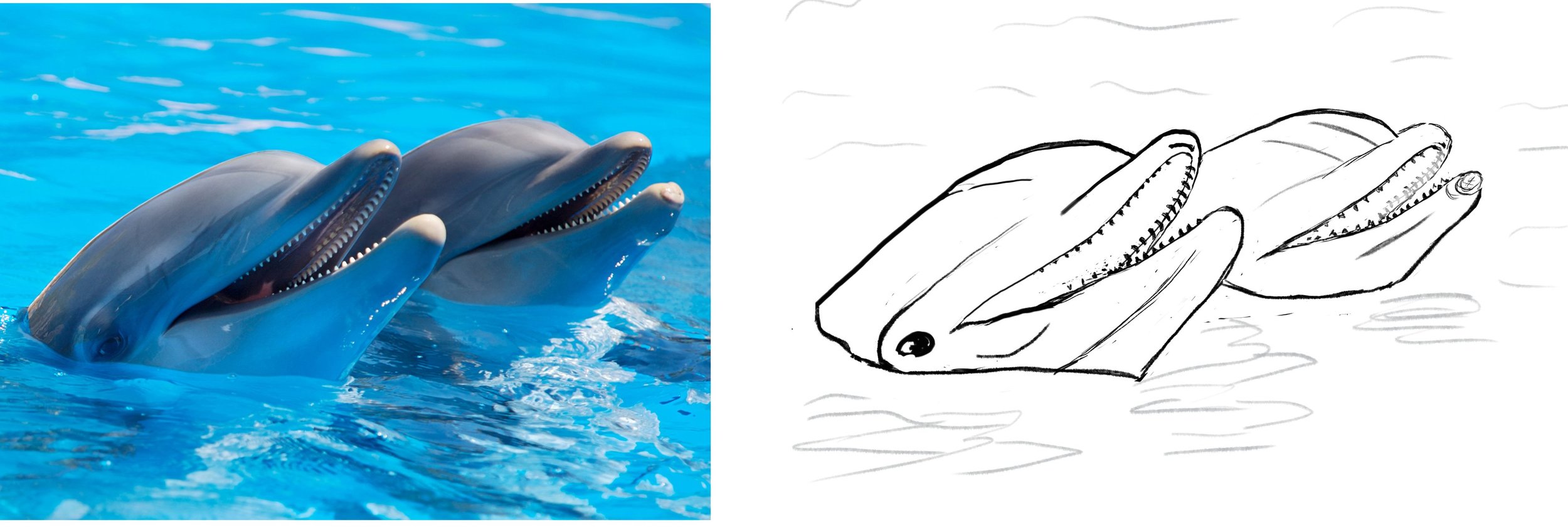 dauphins22-1 copie.jpg