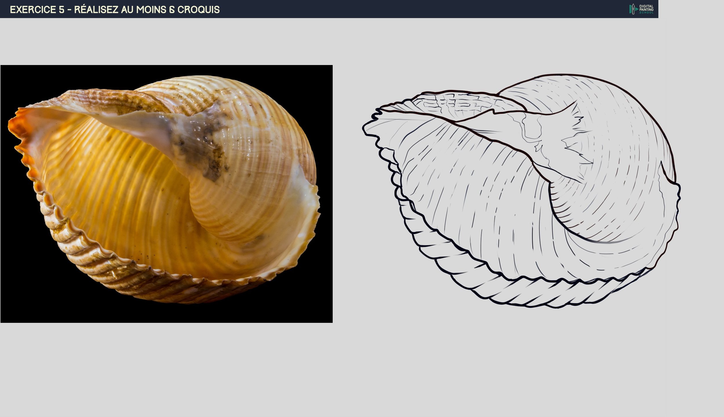 exo5- croquis coquillage.jpg