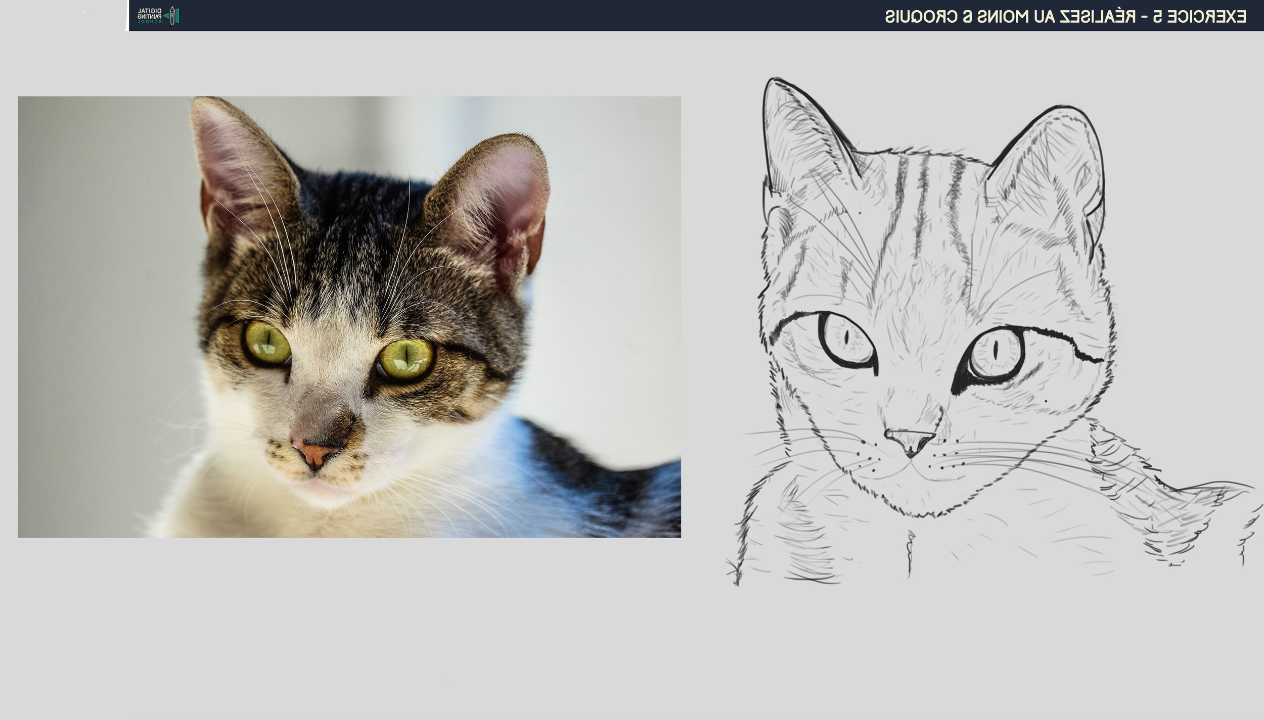Croquis 5 Chat.jpg
