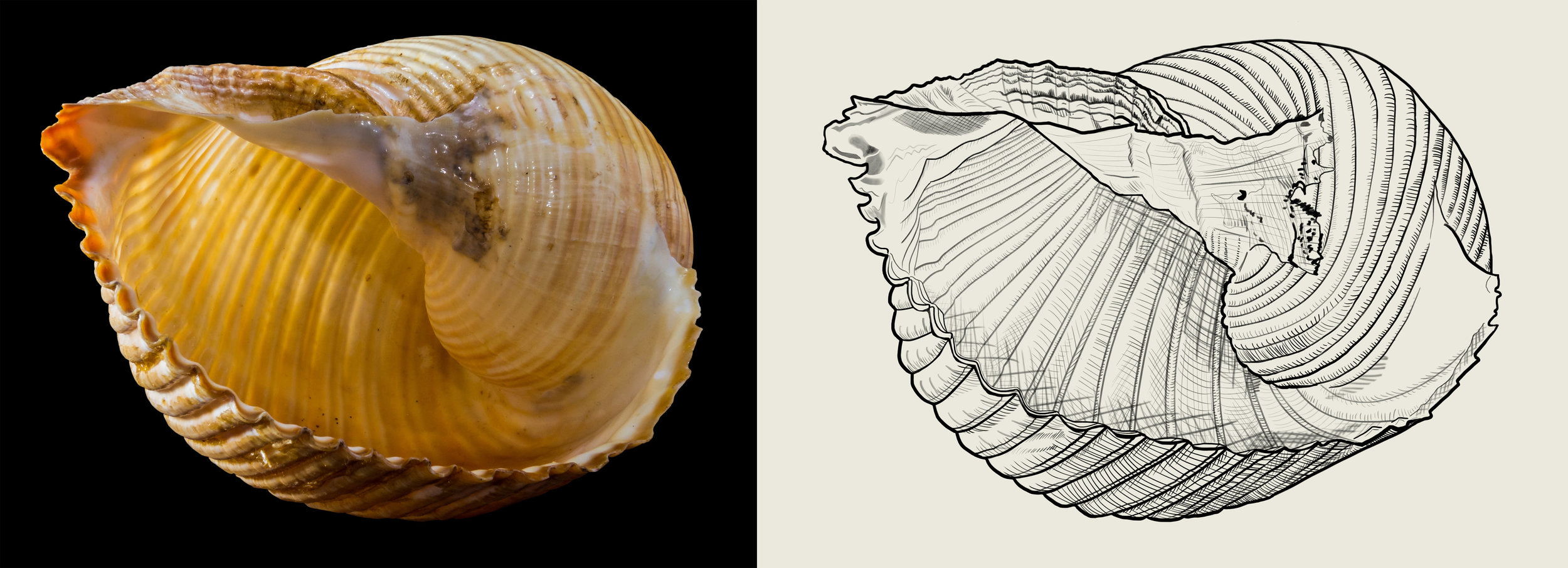 342744997_Coquille2.jpg